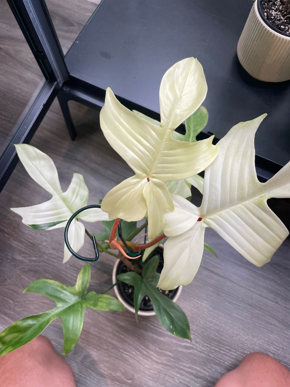 4" Philodendron 'Florida Ghost' - BWH Plant Co.