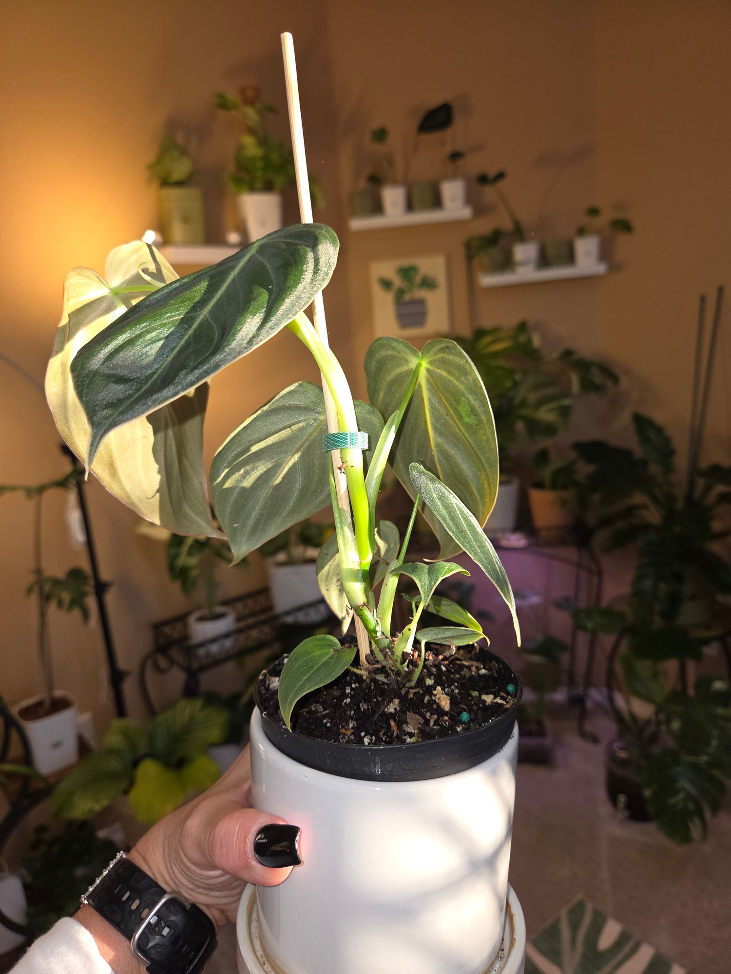 philodendron verrucosum groß Philodendron Verrucosum (1) main image 0