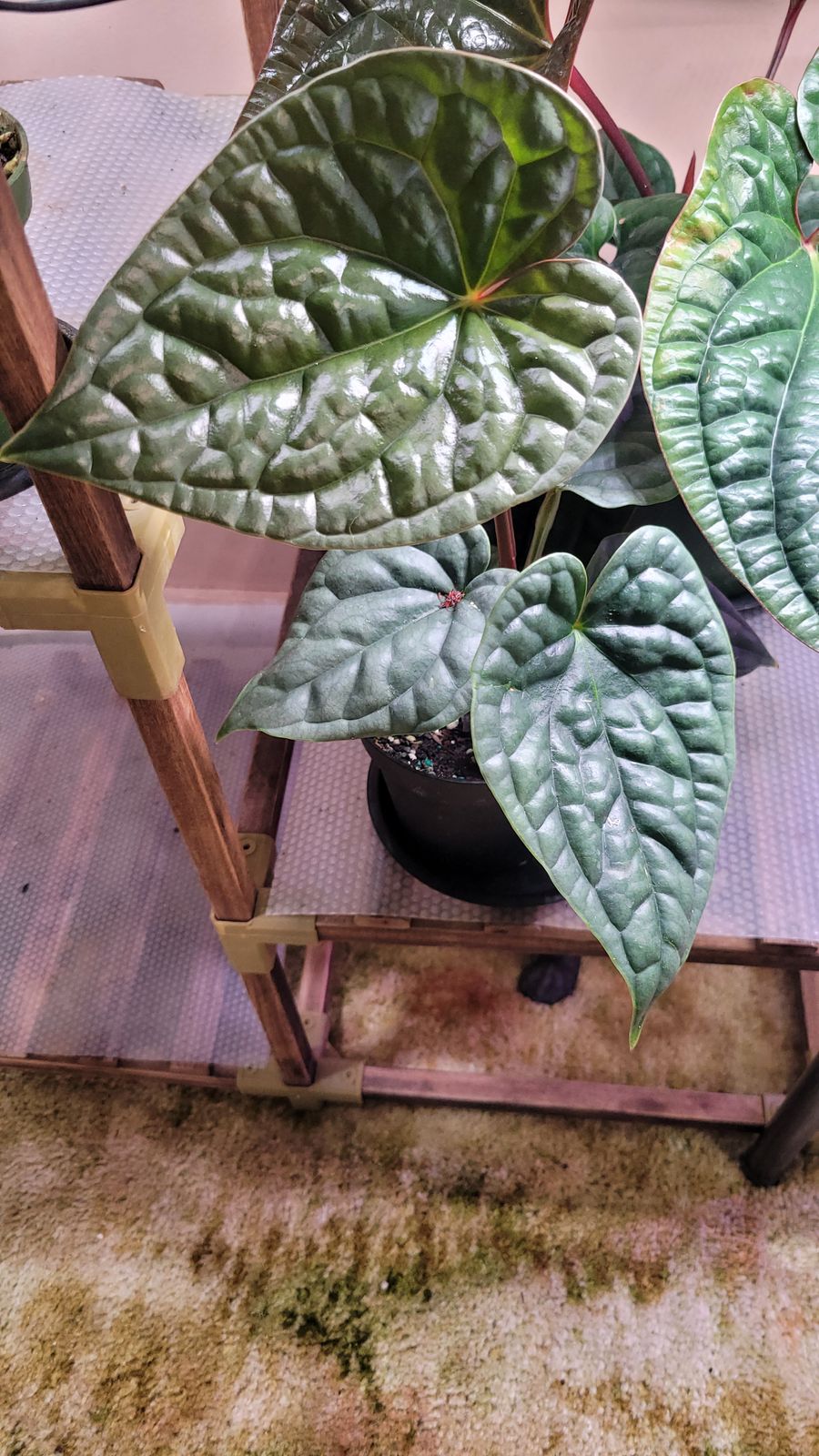4" Anthurium 'Luxurians'  BWH Plant Co