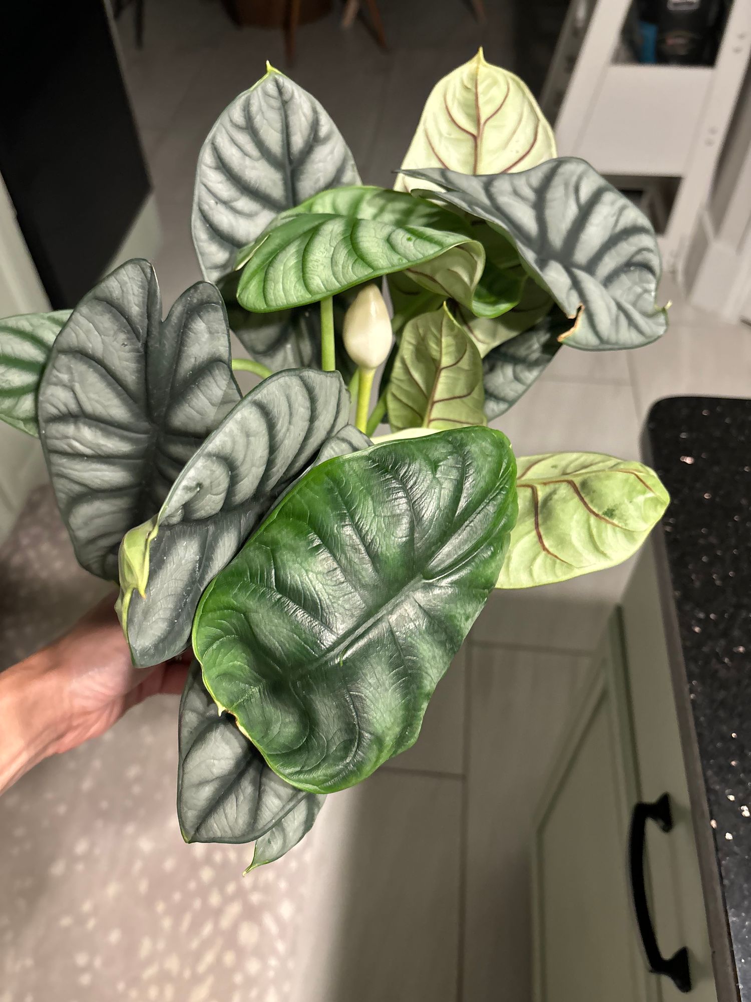 6" Alocasia 'Silver Dragon'  BWH Plant Co