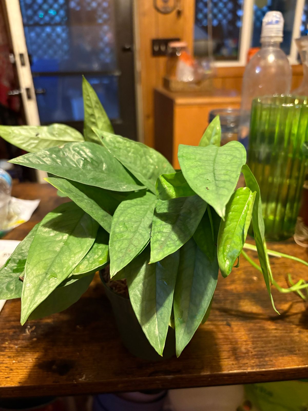 4" Epipremnum 'Cebu Blue'  BWH Plant Co