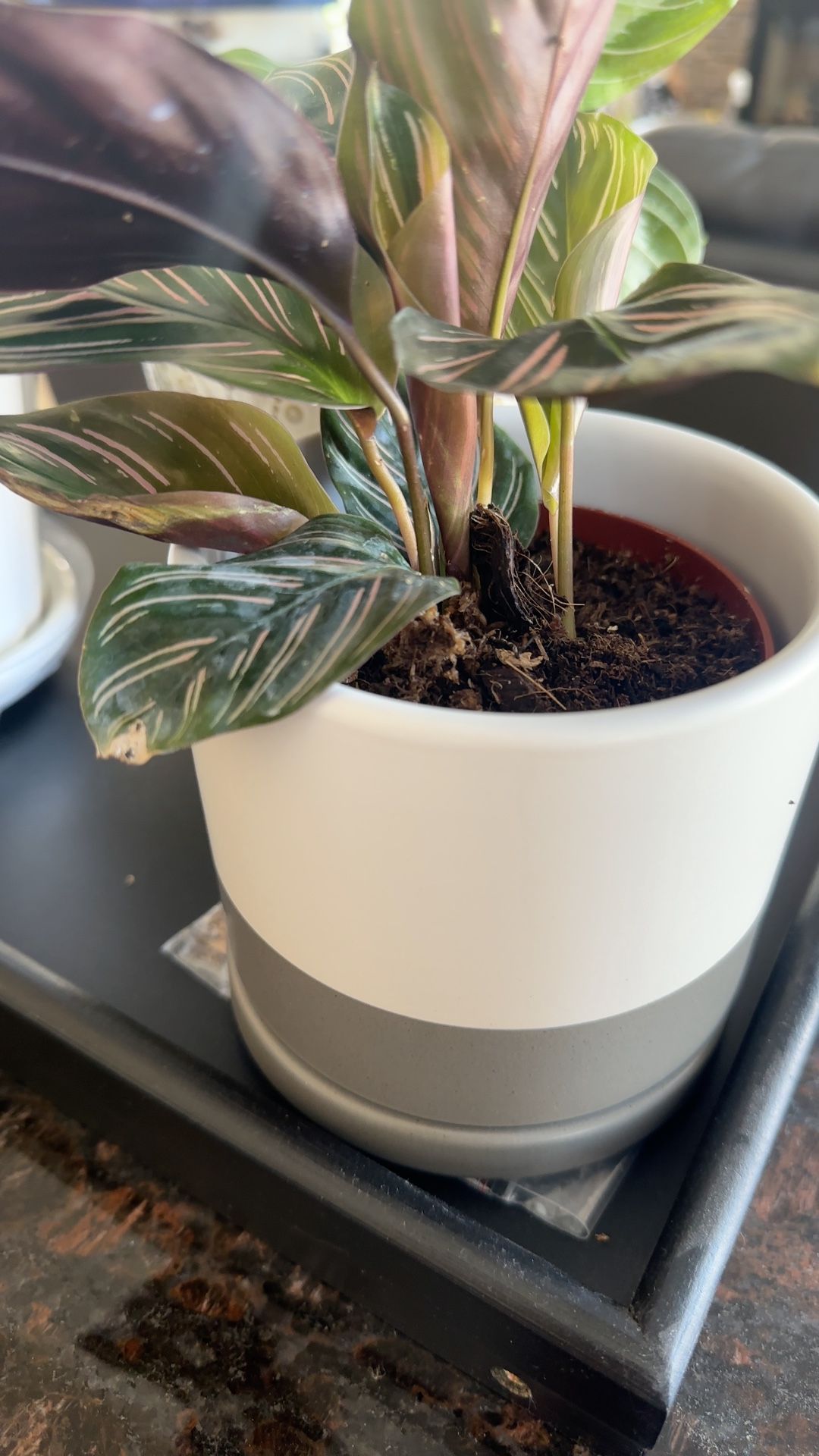 calathea freddy Calathea Freddy – KOKECUTES main image 0