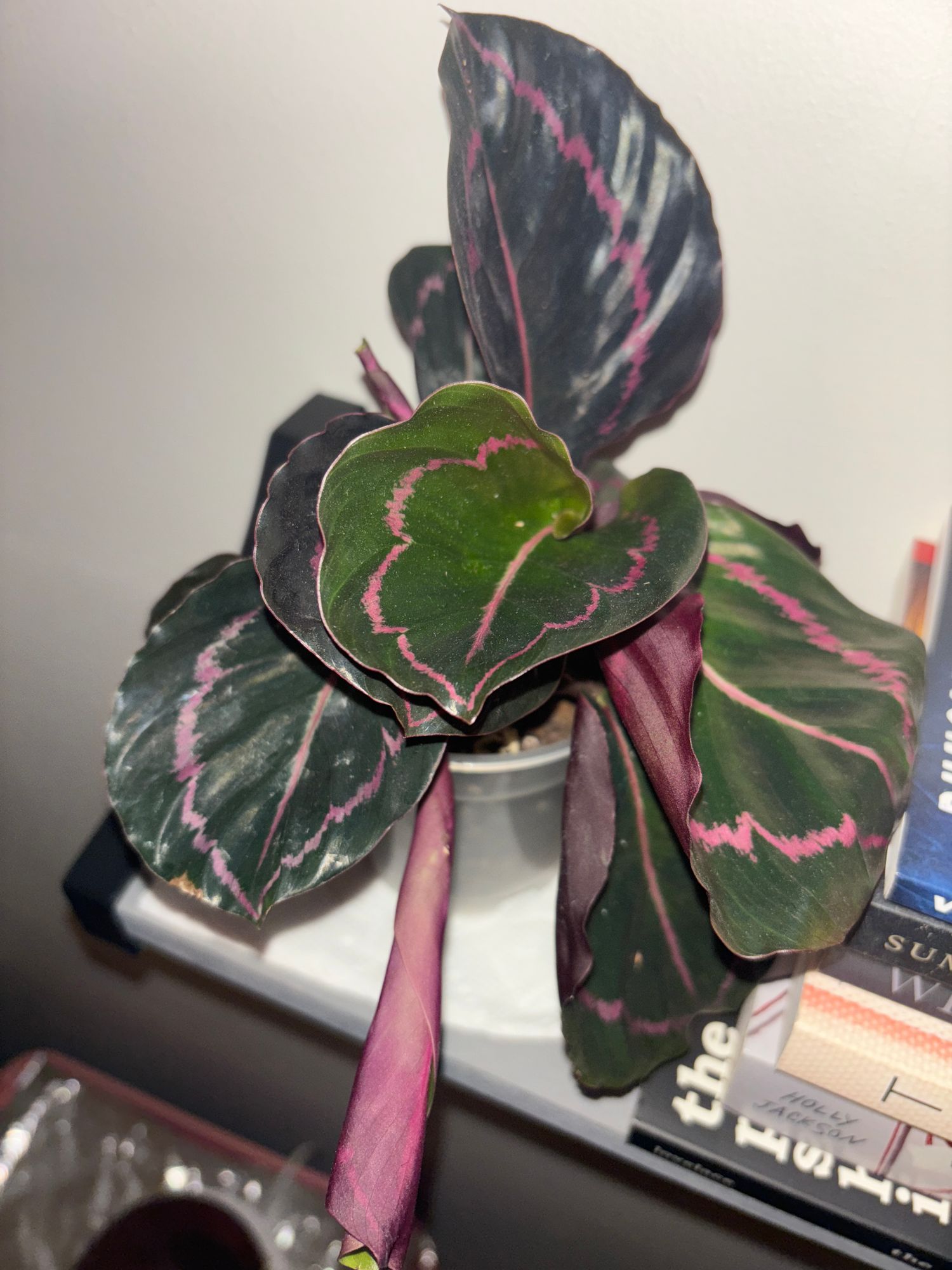 calathea dragon scale Alocasia Dragon Scale
