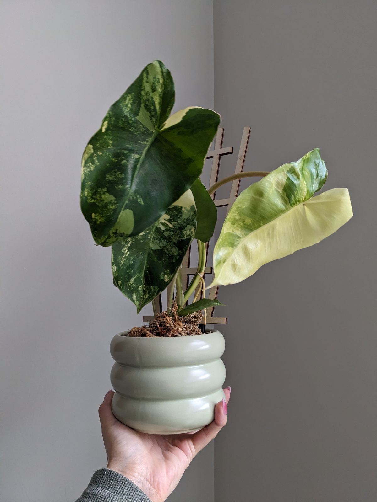 4" Variegated Philodendron 'Burle Marx'  BWH Plant Co