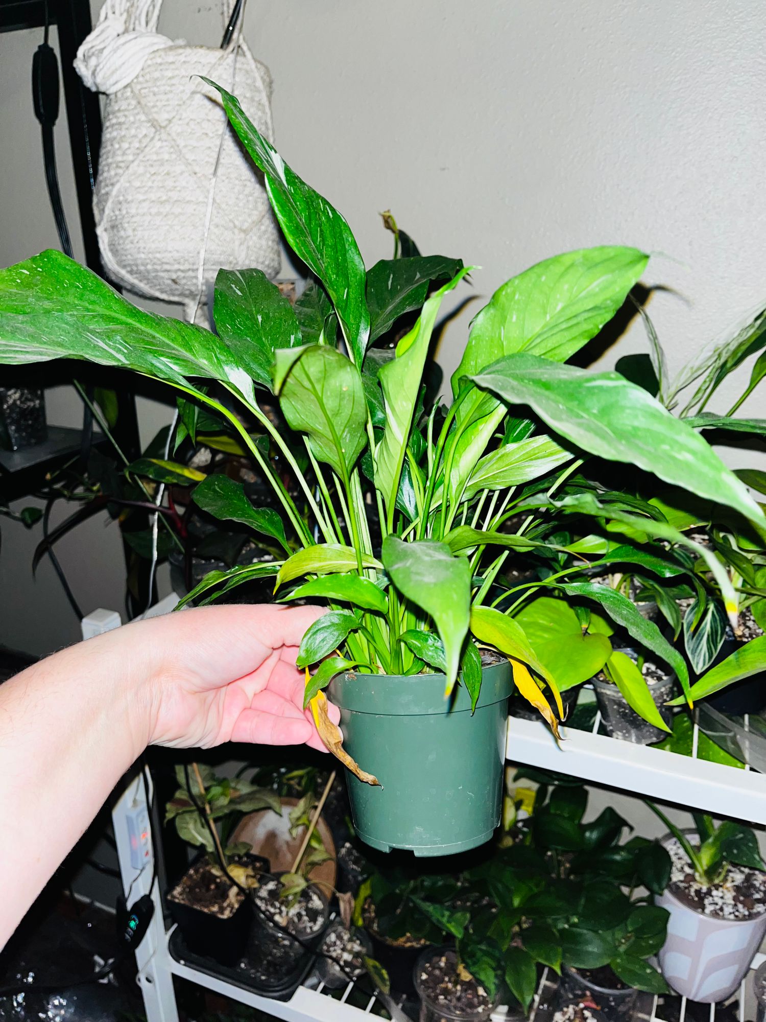 marble pothos Pothos 'Marble Queen' | Indoor Plant | Tropical Plant | Potted Plant