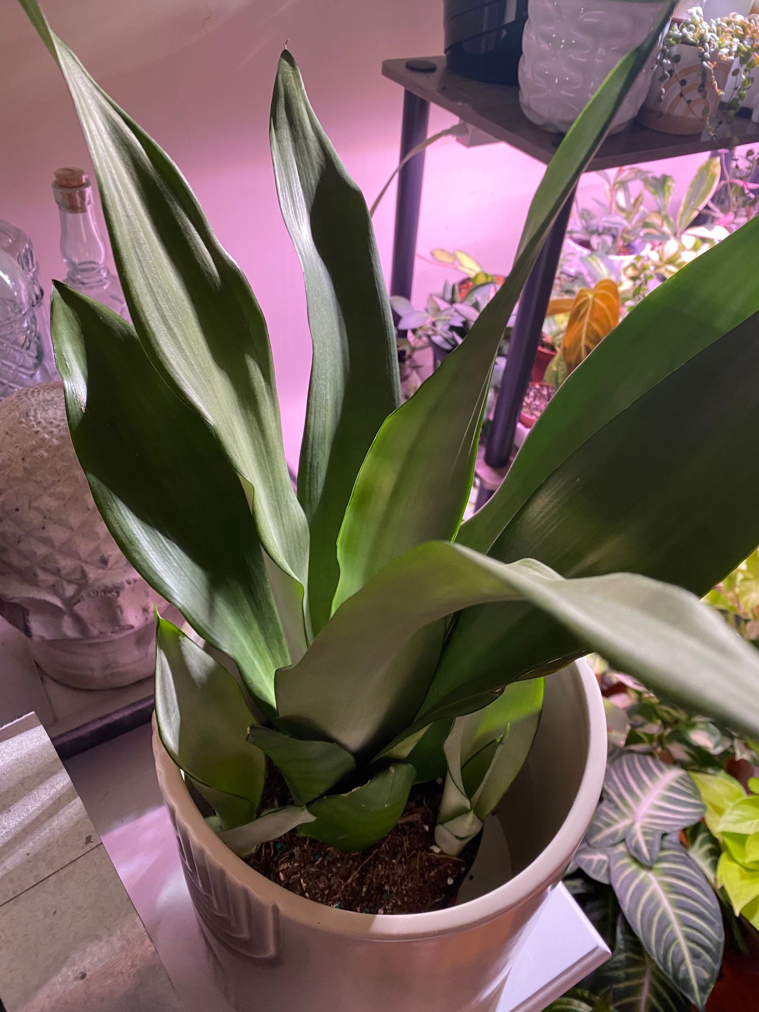 6" Sansevieria 'Moonshine'  BWH Plant Co
