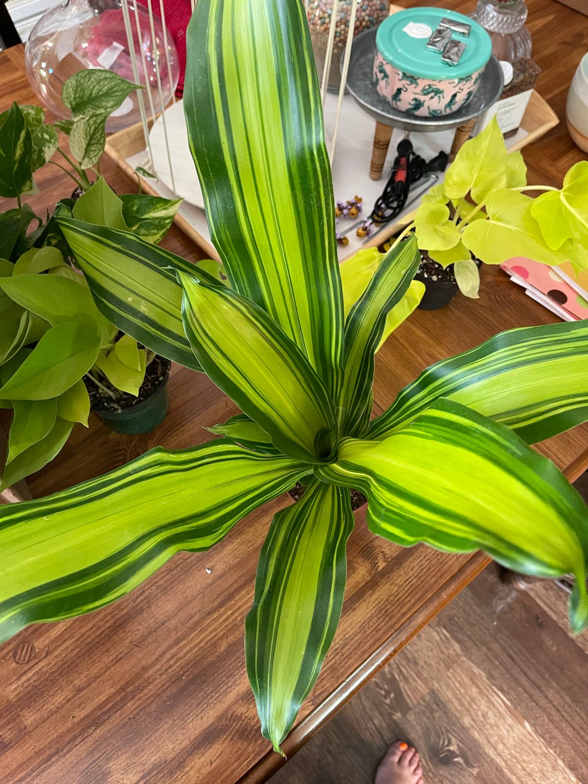 pothos shangri la 4" Pothos Shangri La  Grows on Main