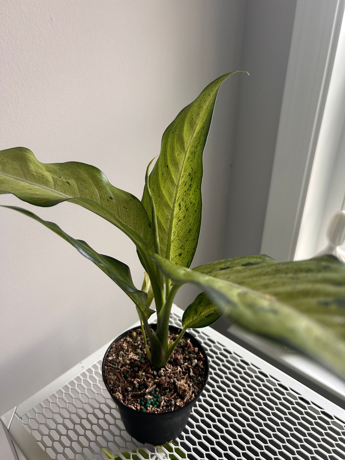 giant money tree 3-5 FT Money Tree- NYC, NJ, CT, Boston, Providence, Washington DC,  Baltimore, Philadelphia, Princeton, Long Island, and Upstate NY Local Plant  Delivery – Dahing Plants