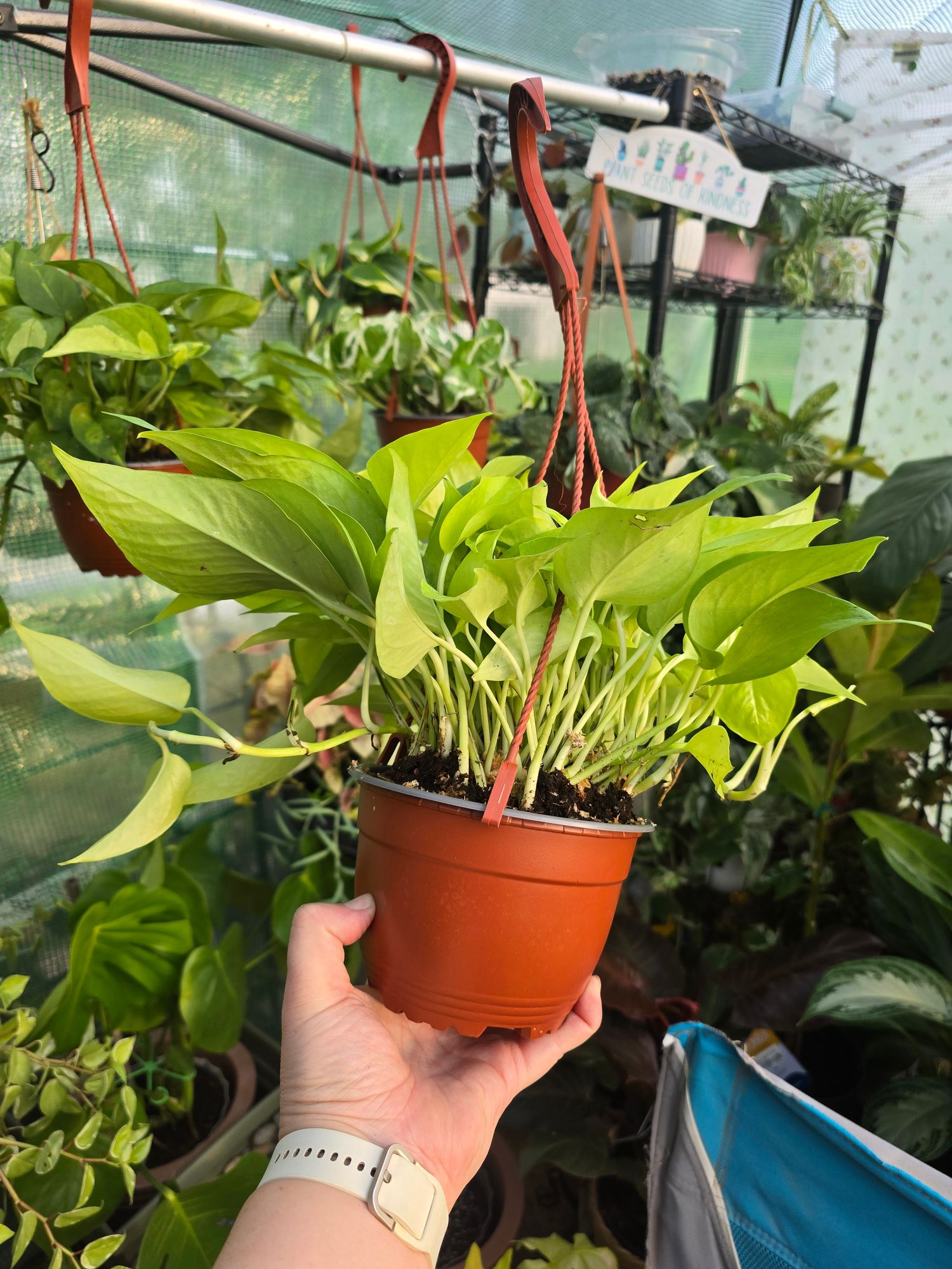 4" Pothos 'Neon'  BWH Plant Co
