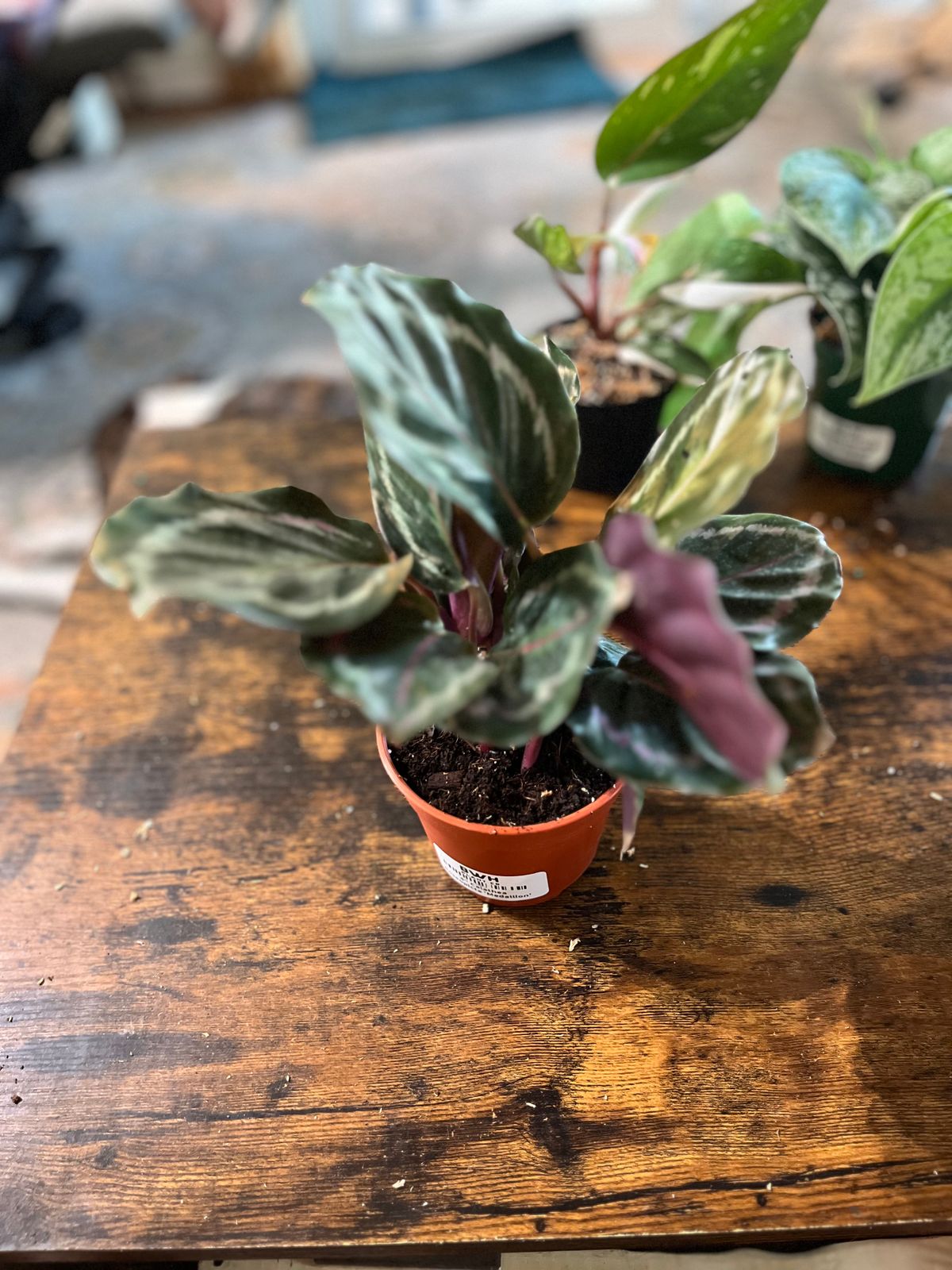 calathea white fusion pink White Fusion Calathea main image 0