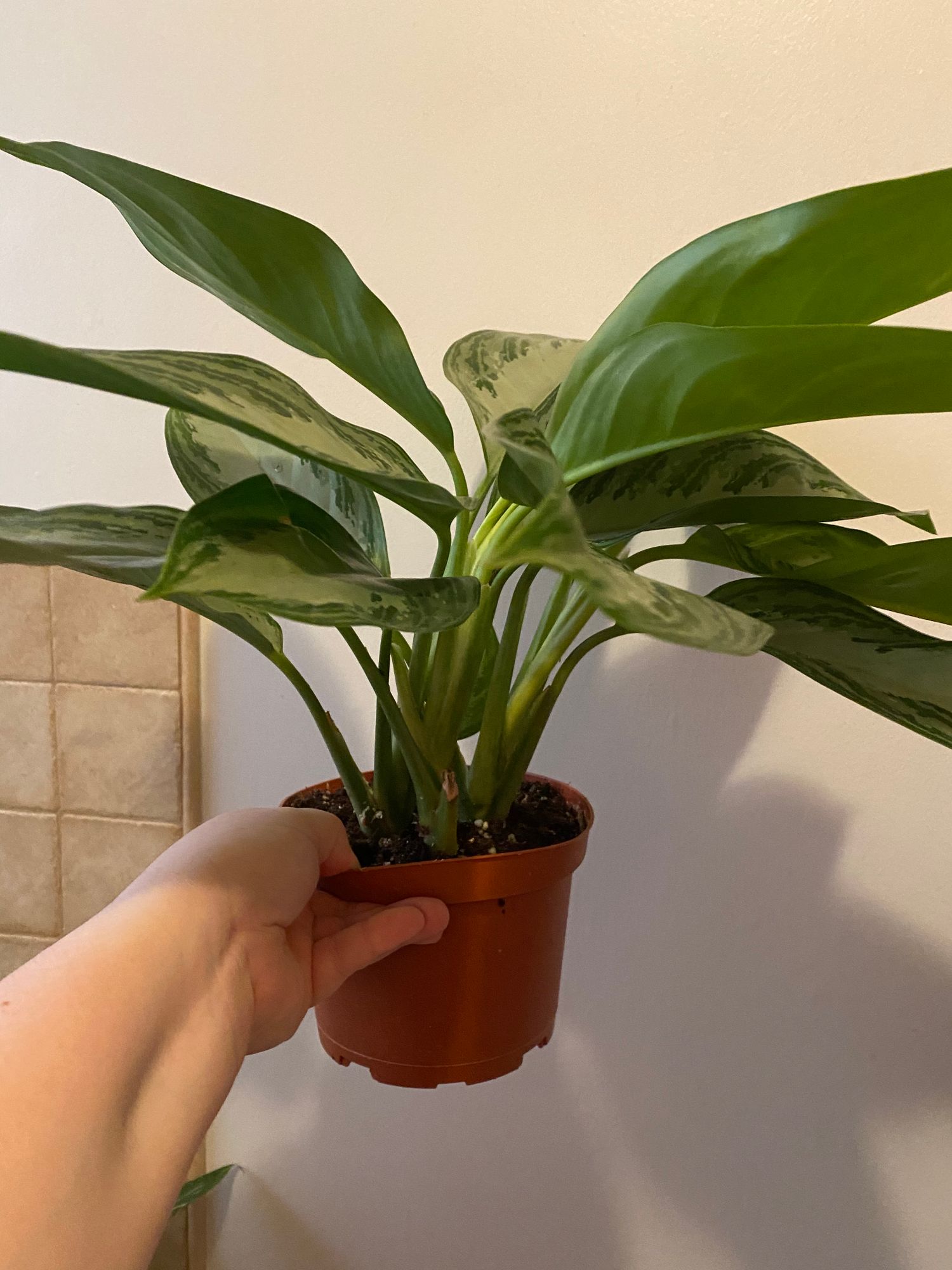 6" Aglaonema 'Silver Bay'  BWH Plant Co