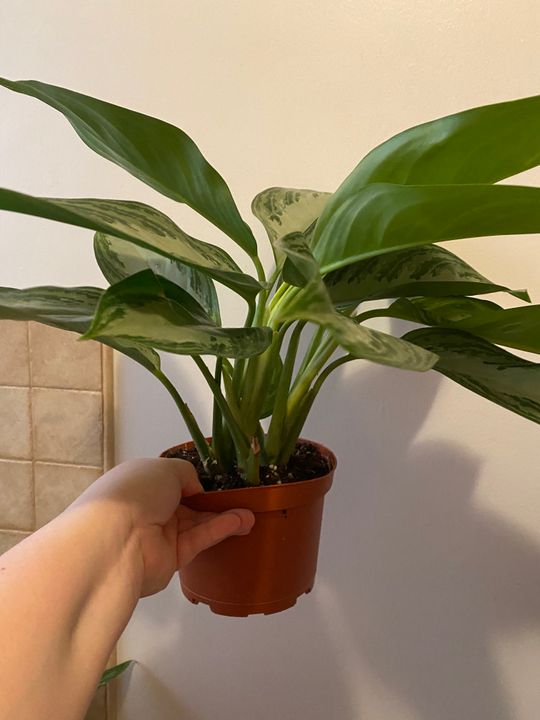 striped dracaena plant Silver Striped Dracaena