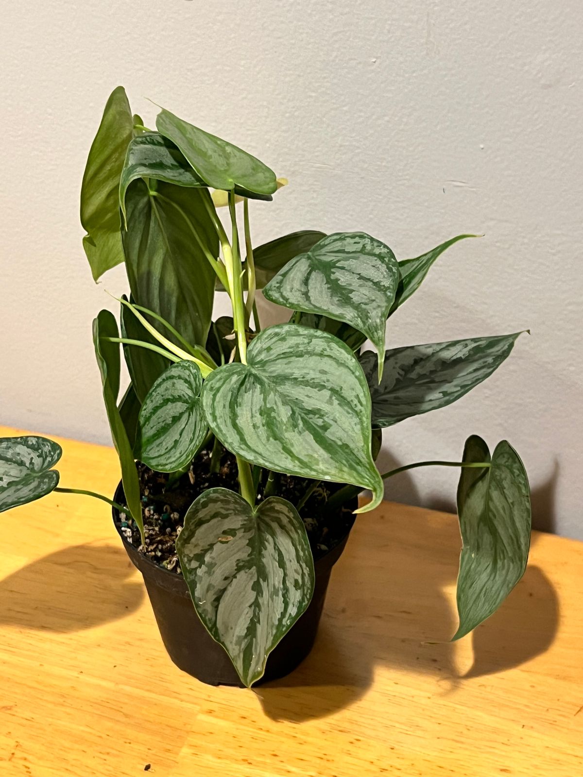 monstera cheese plant Monstera 'Swiss Cheese'  Vandermeer Nursery Ltd