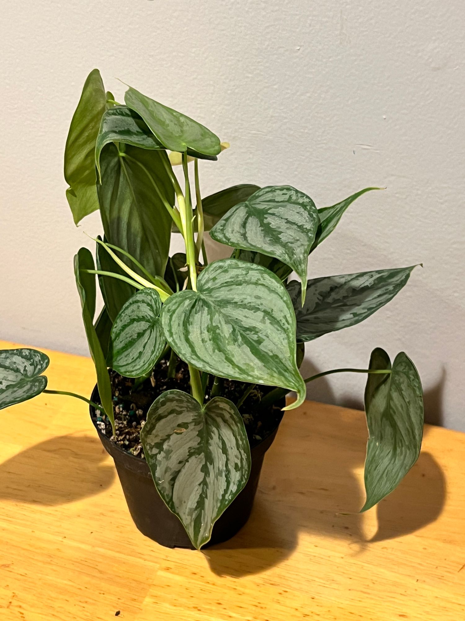 4" Philodendron 'Brandtianum'  BWH Plant Co