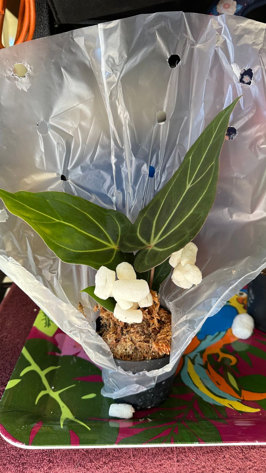 4" Anthurium 'Magnificum x Crystallinum'  BWH Plant Co