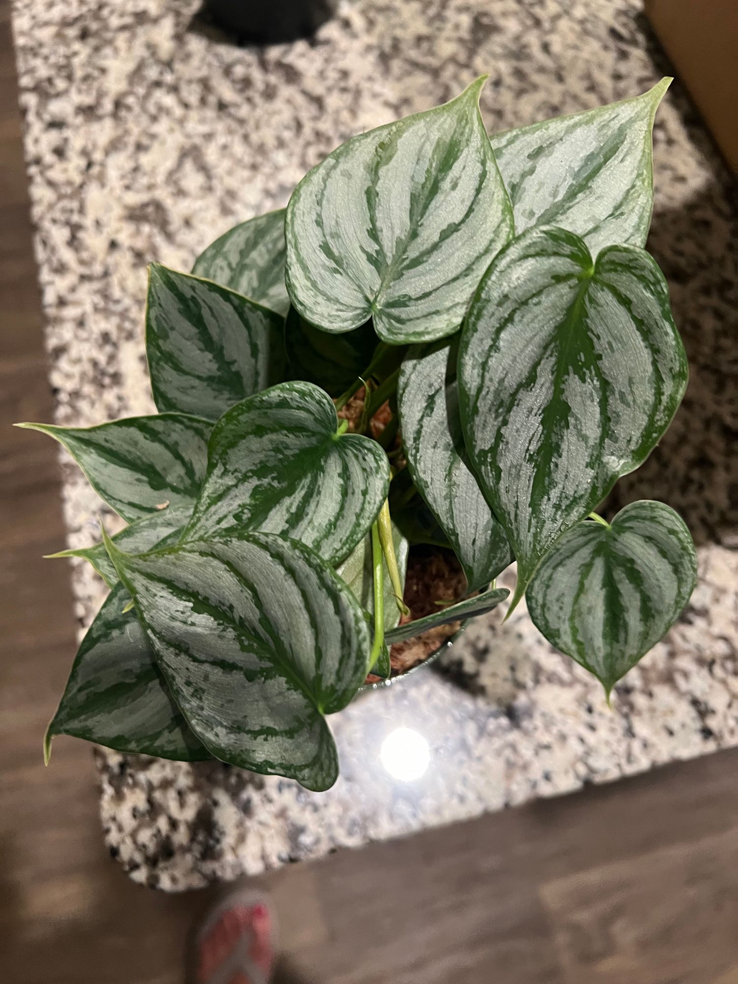 philodendron erubescens pink Philodendron erubescens 'Pink Princess' – Serres Lavoie main image 1