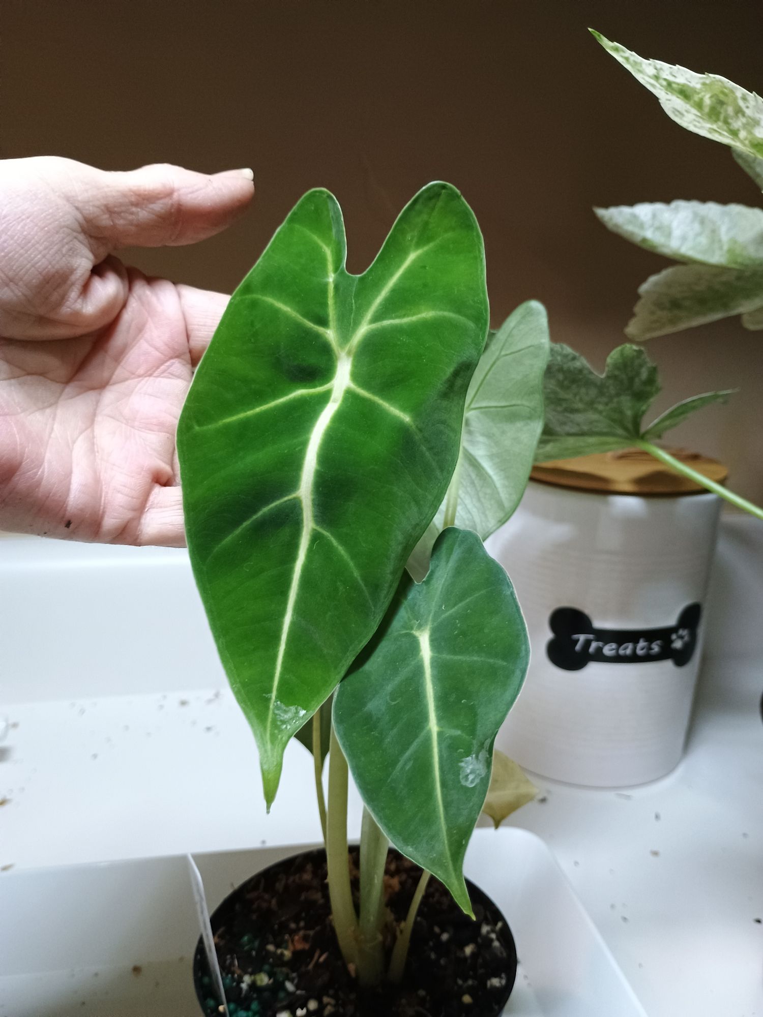 monstera deliciosa variegata steckling kaufen Monstera Full Mint deliciosa borsigiana Variegata "Medium Plant"