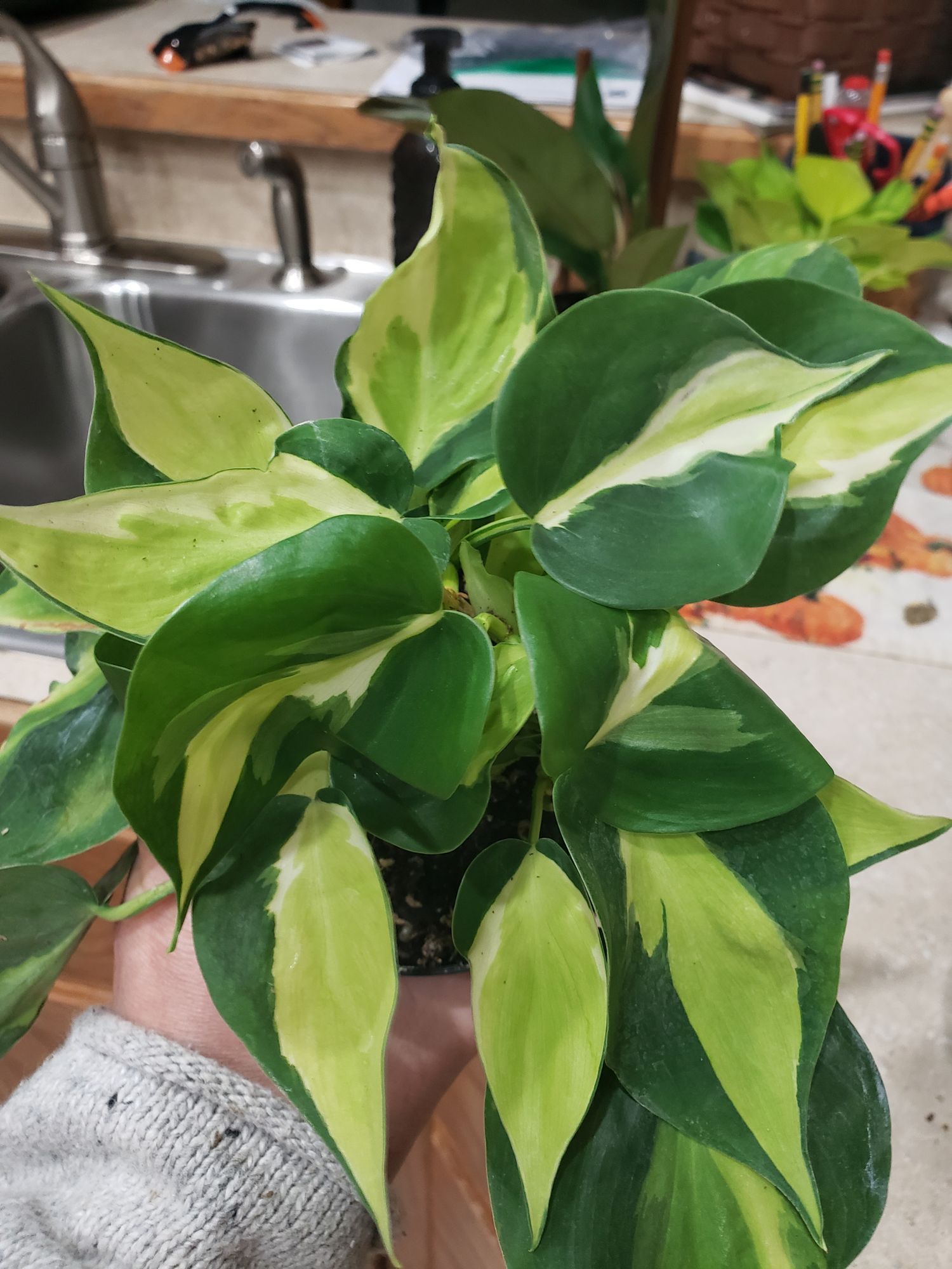 4" Philodendron Hederaceum 'Cream Splash'  BWH Plant Co