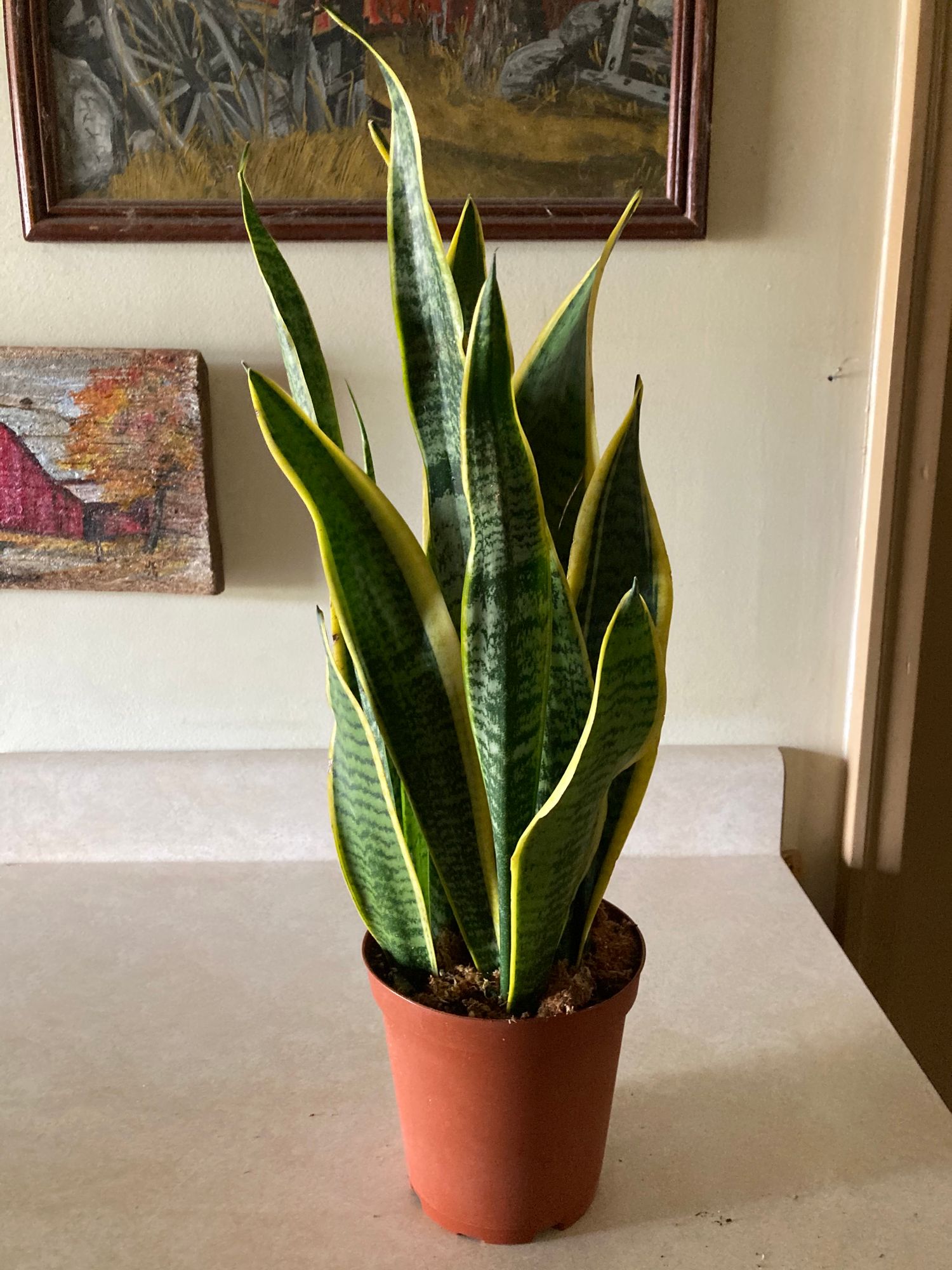 6 Sansevieria 'Laurentii'  BWH Plant Co