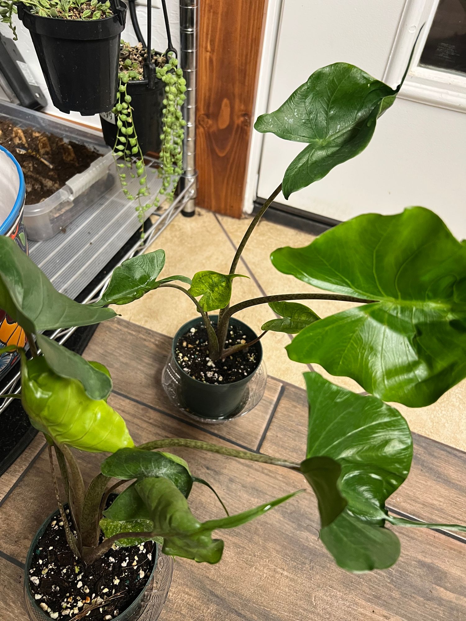 4" Alocasia 'Stingray'  BWH Plant Co