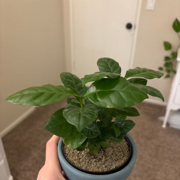 4" Arabica 'Coffee Plant' - BWH Plant Co.