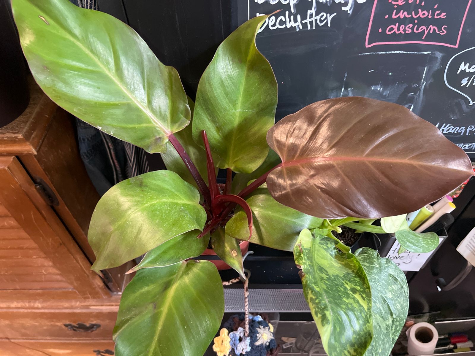 philodendron standleyana Rare Monstera Standleyana Philodendron Cobra 50cm – Green Charm House of  Plants main image 1