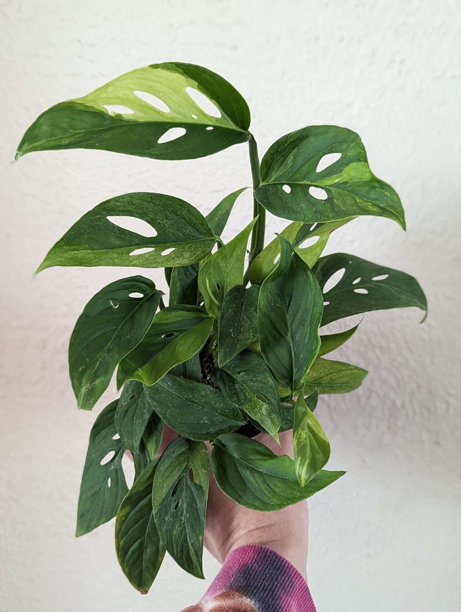 monstera schablone Schablone Monstera Blätter – BackshopSchweiz