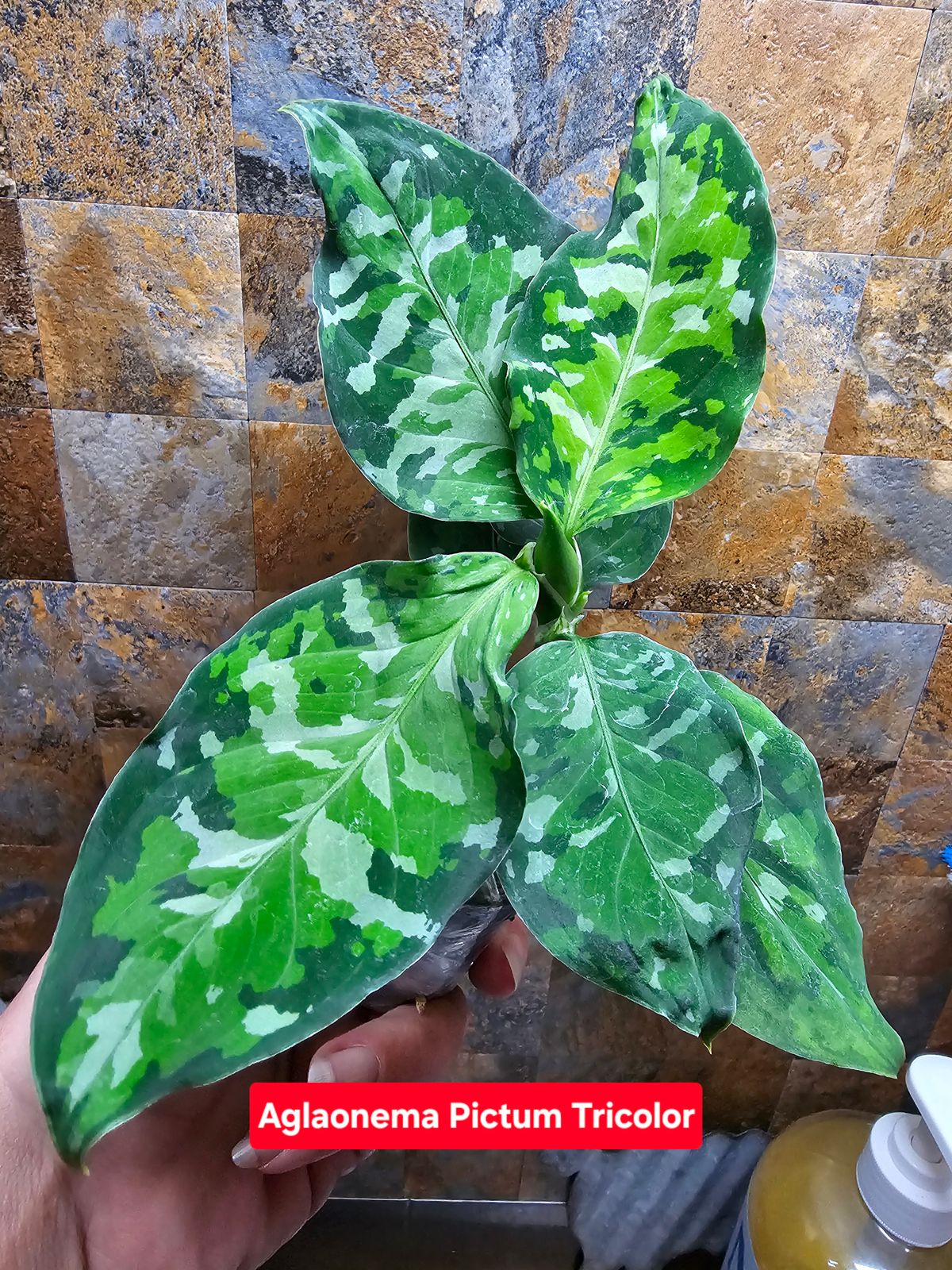 2" Aglaonema 'Pictum Tricolor'  BWH Plant Co