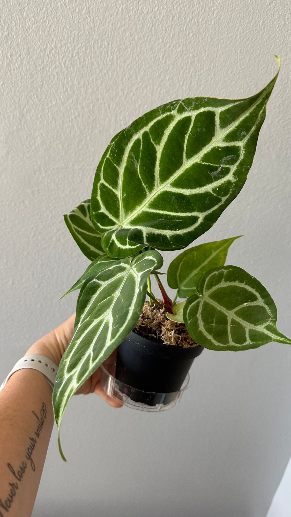 4" Anthurium 'Crystallinum x Silver Blush'  BWH Plant Co
