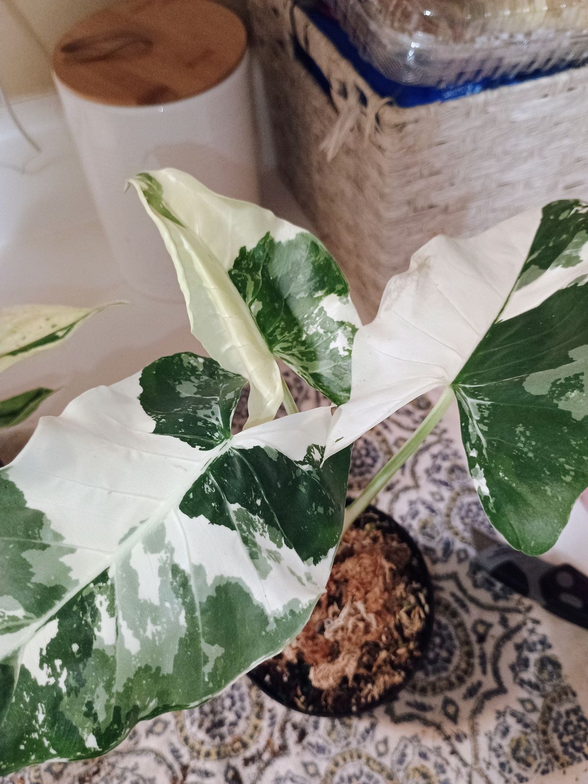 4" Variegated Alocasia 'Macrorrhiza'  BWH Plant Co