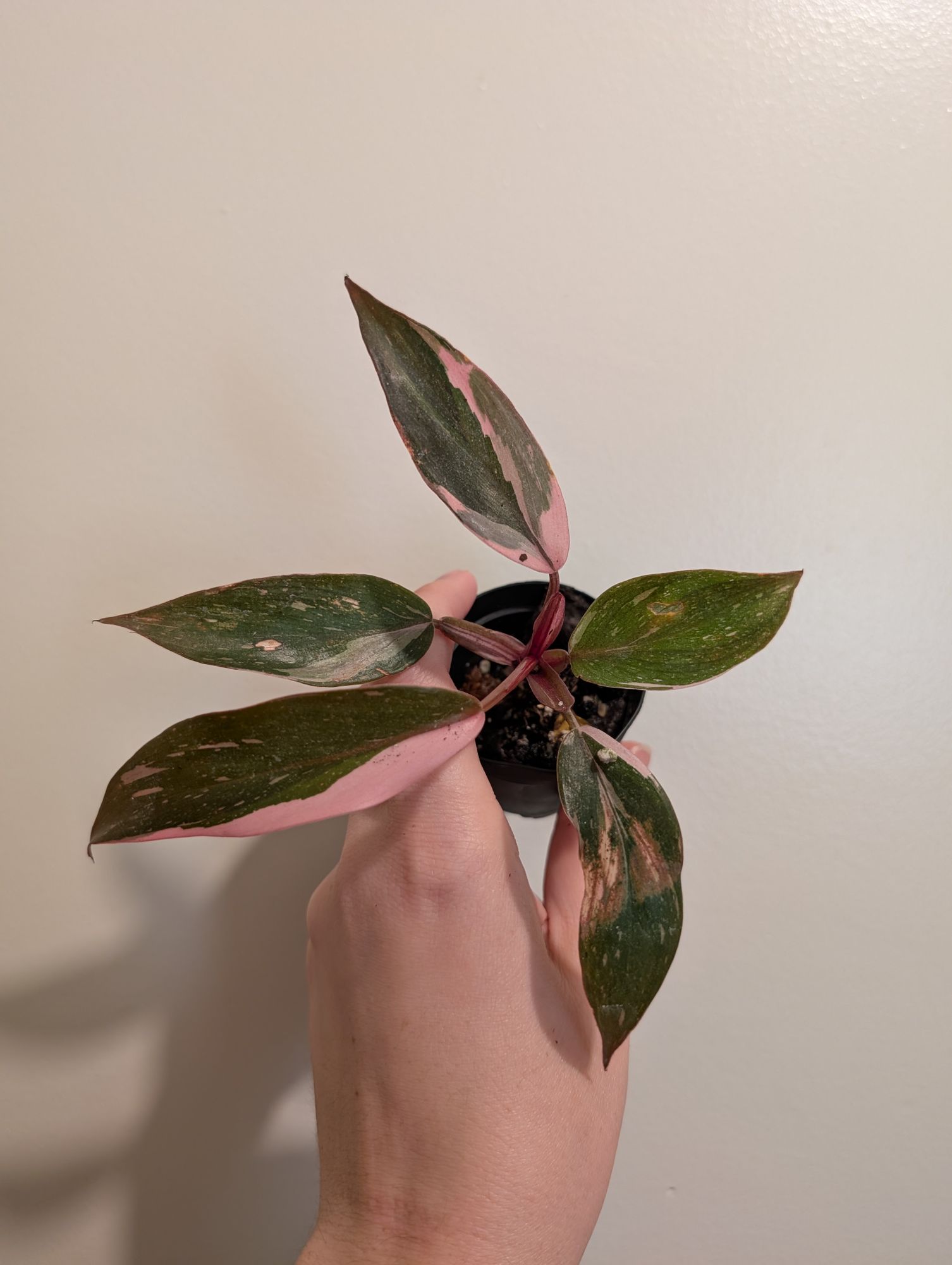 2" Philodendron 'Pink Princess'  BWH Plant Co