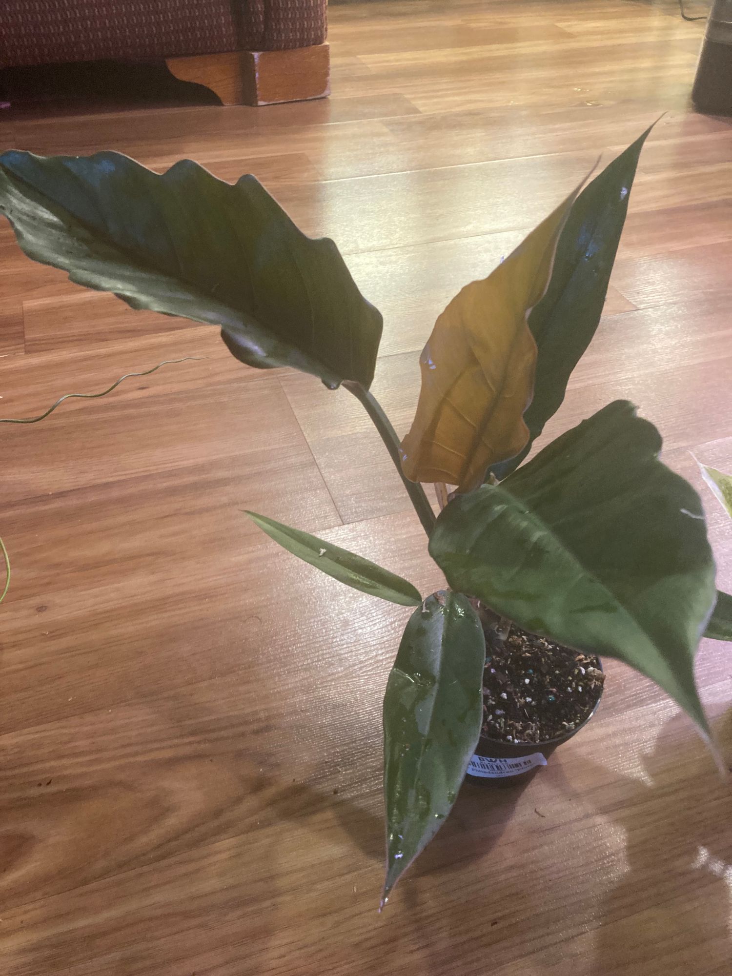 4" Philodendron 'Pluto'  BWH Plant Co