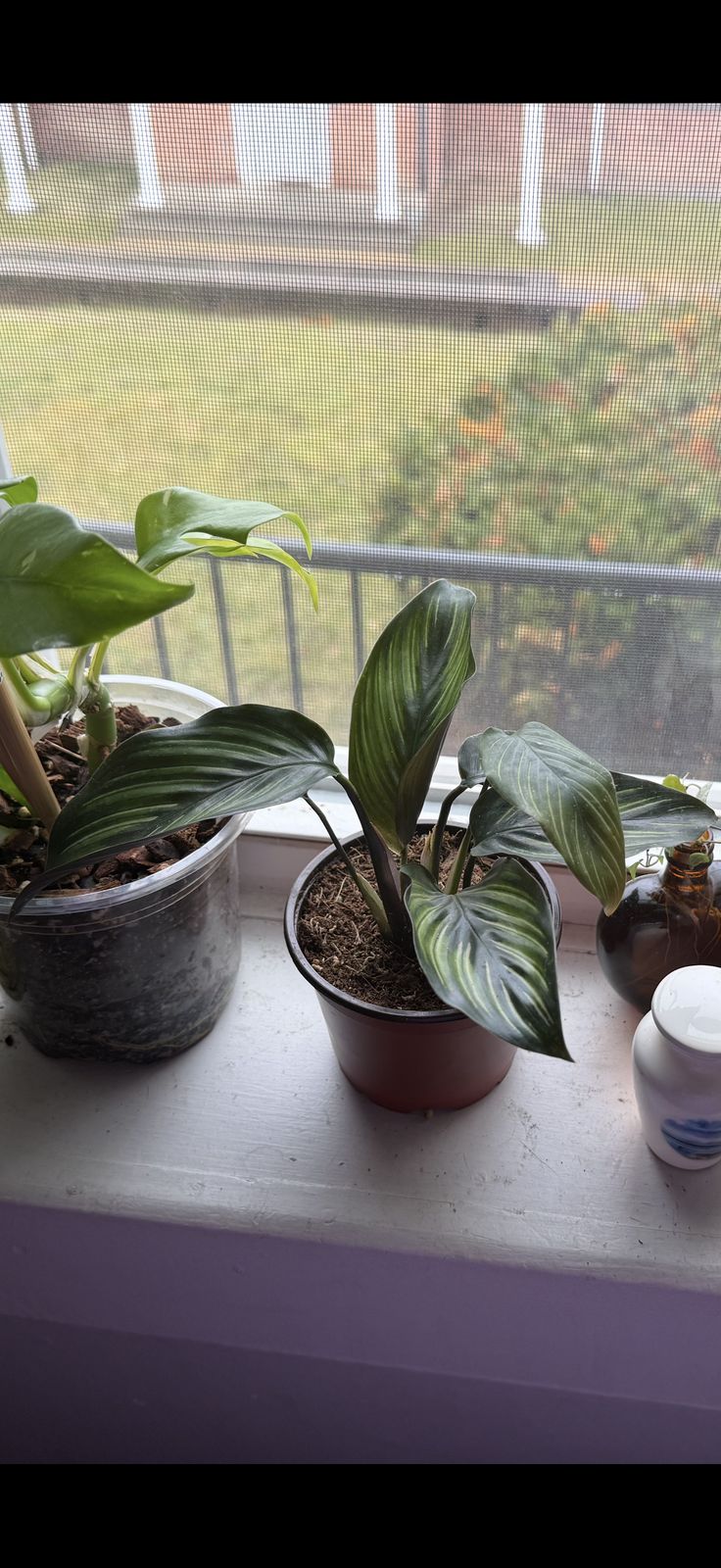 dracena aquarium plant 6 Inch Lucky Bamboo (Dracaena sanderiana) main image 0
