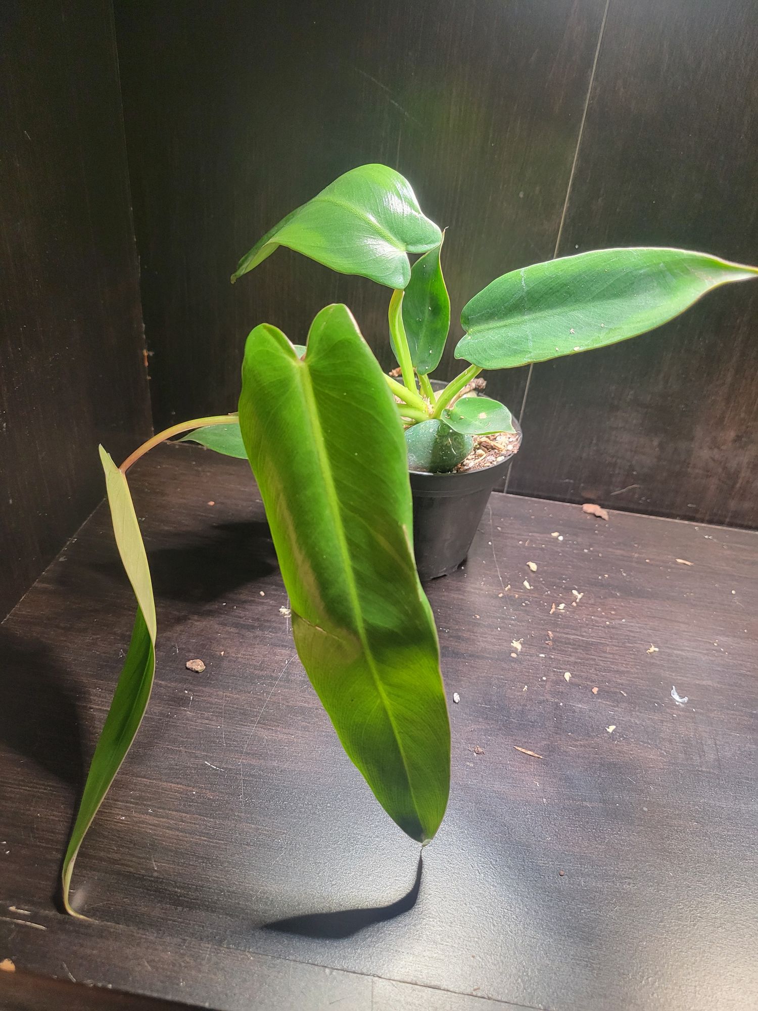 4" Philodendron 'Spiritus Sancti'  BWH Plant Co