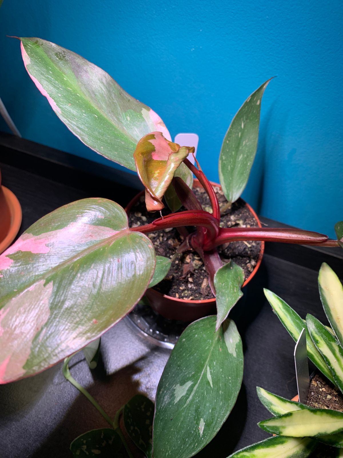 plant tea Miss Violet Purple Leaf Tea Large