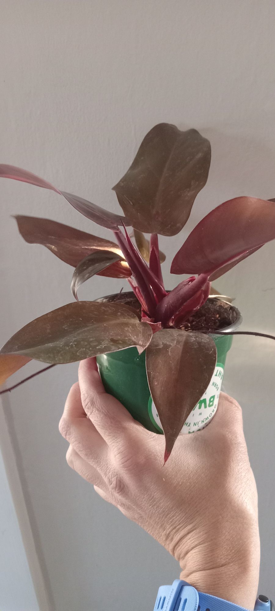 4" Philodendron 'Sun Red'  BWH Plant Co