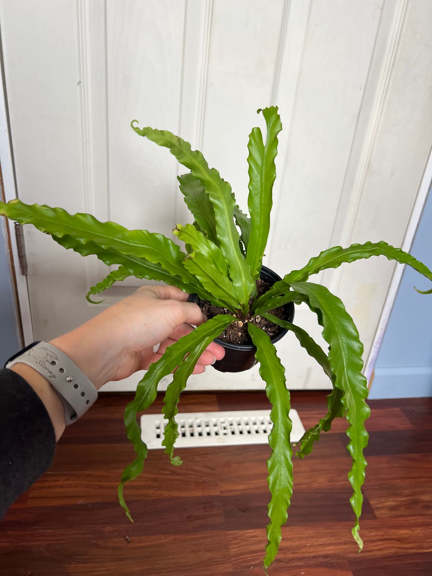 dracaena dracaena sp Leafjoy H20 Bowl Dracaena Sp. – LandscapeDirect main image 0