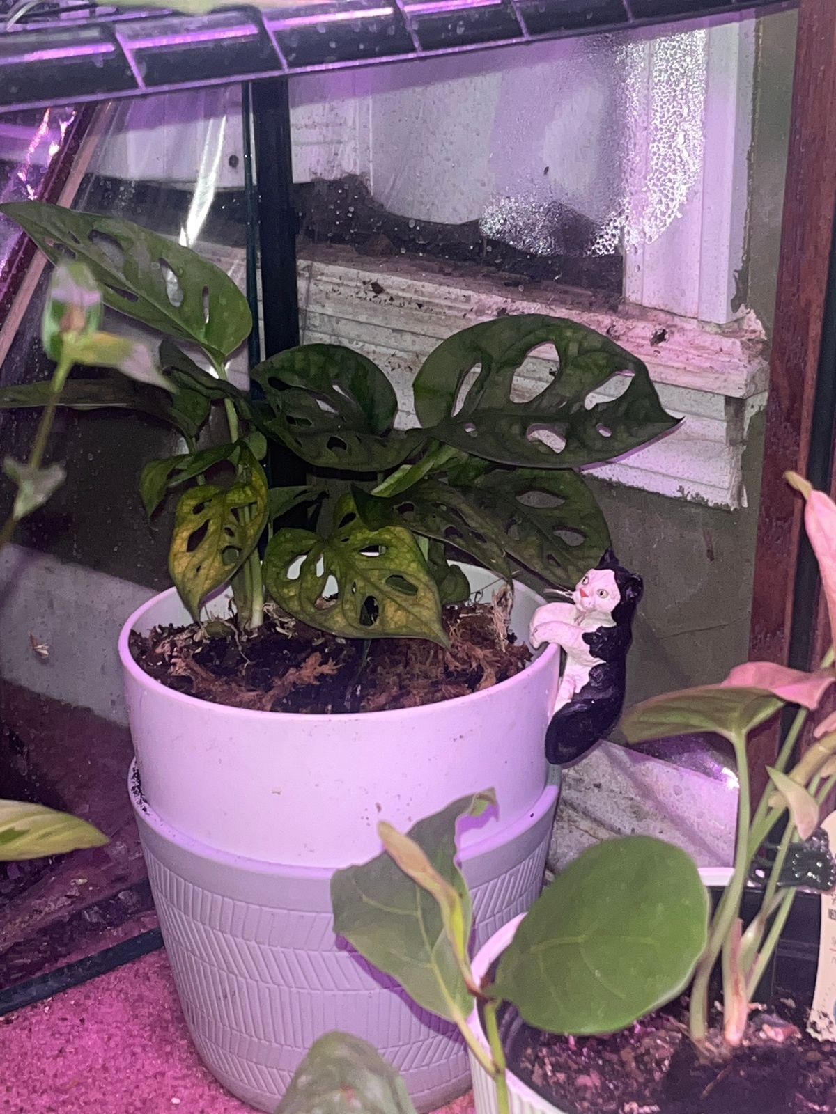 4" Monstera Adansonii 'Swiss Cheese' (Wide Form)  BWH Plant Co
