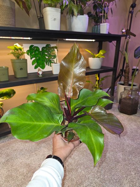 6" Philodendron 'Mccolley's Finale'  BWH Plant Co