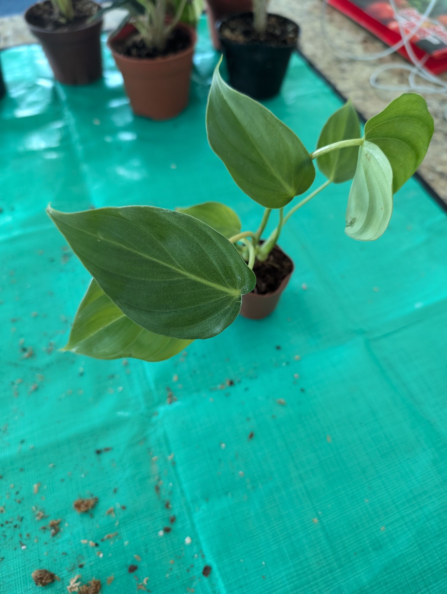 2" Philodendron 'McDowell'  BWH Plant Co