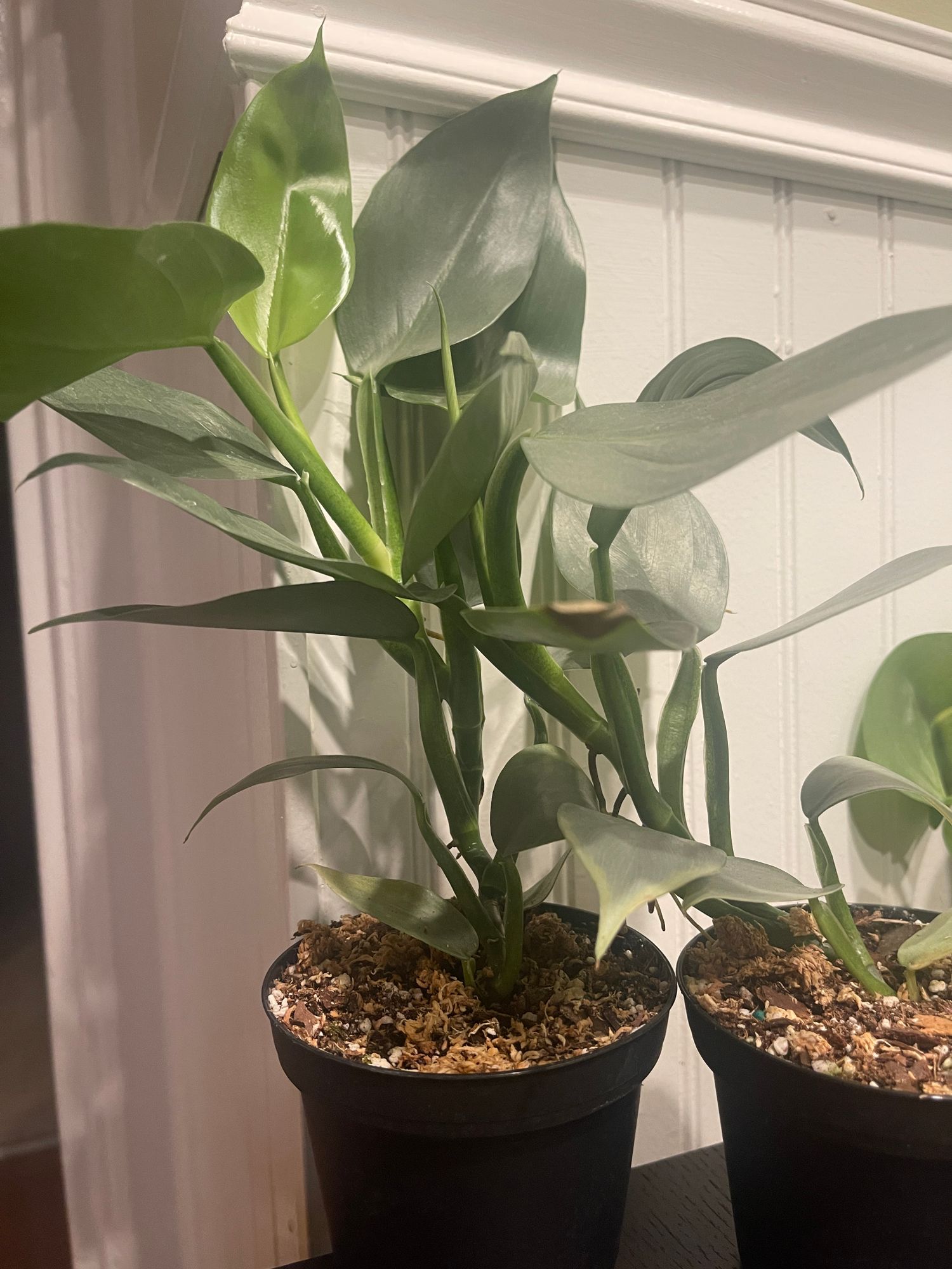 echinodorus aquarium plants Red Diamond Sword (Echinodorus) – DustinsFishtanks