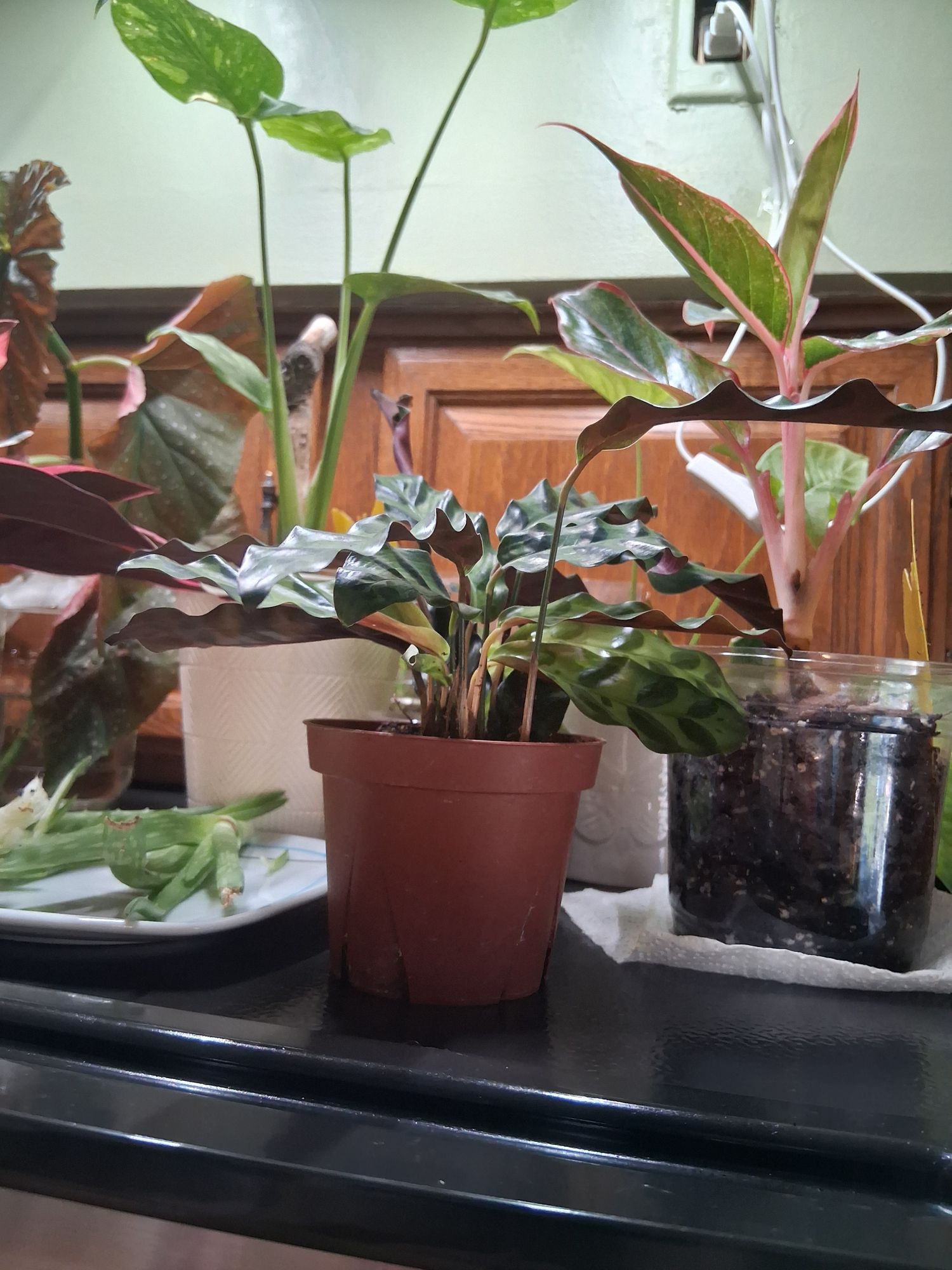 dracaena warneckei pflege Dracaena Warneckei (Drachenbaum) kaufen? | Enzi