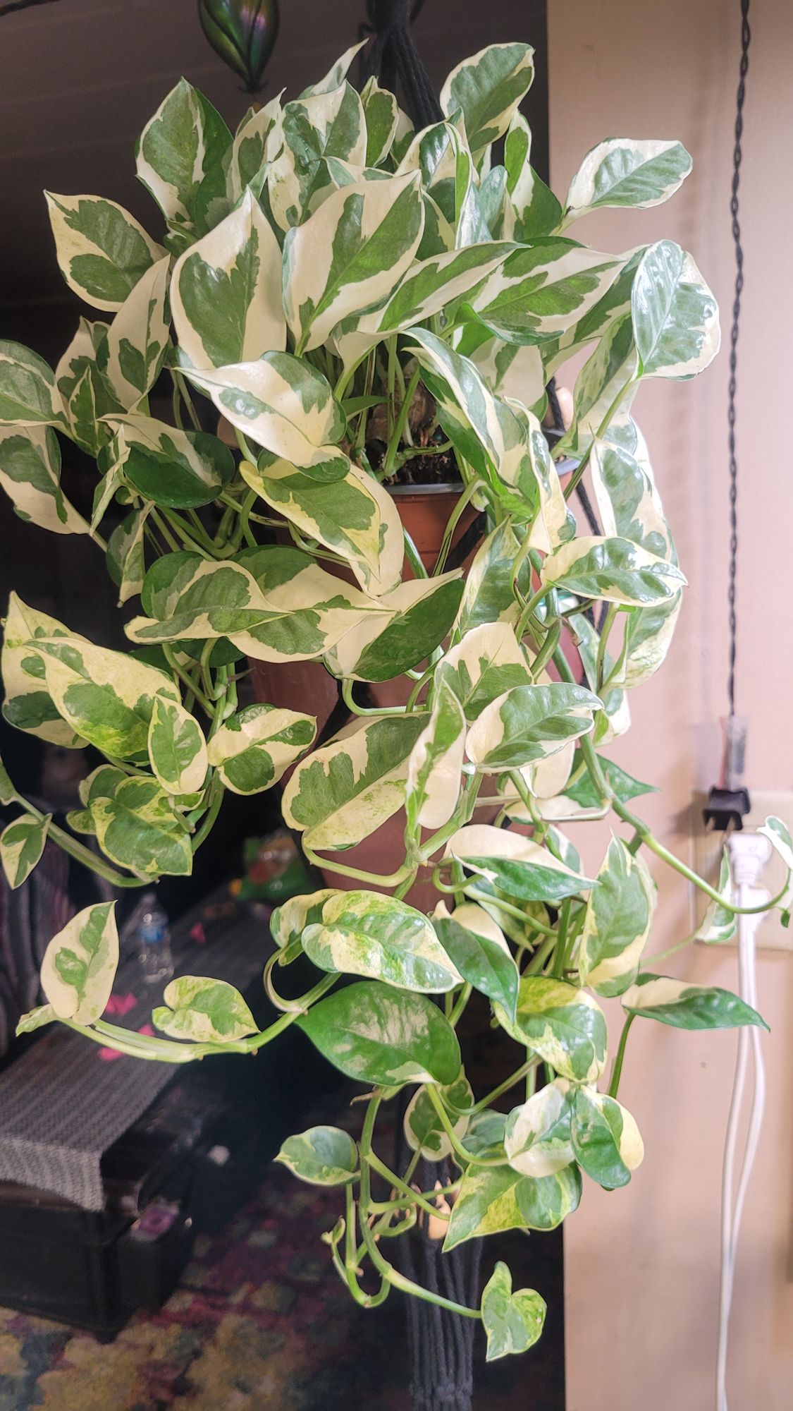 6" Pothos 'Pearls and Jade' (Hanging Basket)  BWH Plant Co