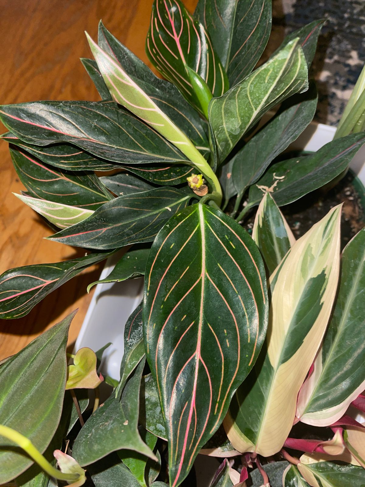 philodendorn house plant gaint Monstera Plant, Split Leaf Philodendron For Sale & Care Tips Medium / Eco Pot / Earl Grey