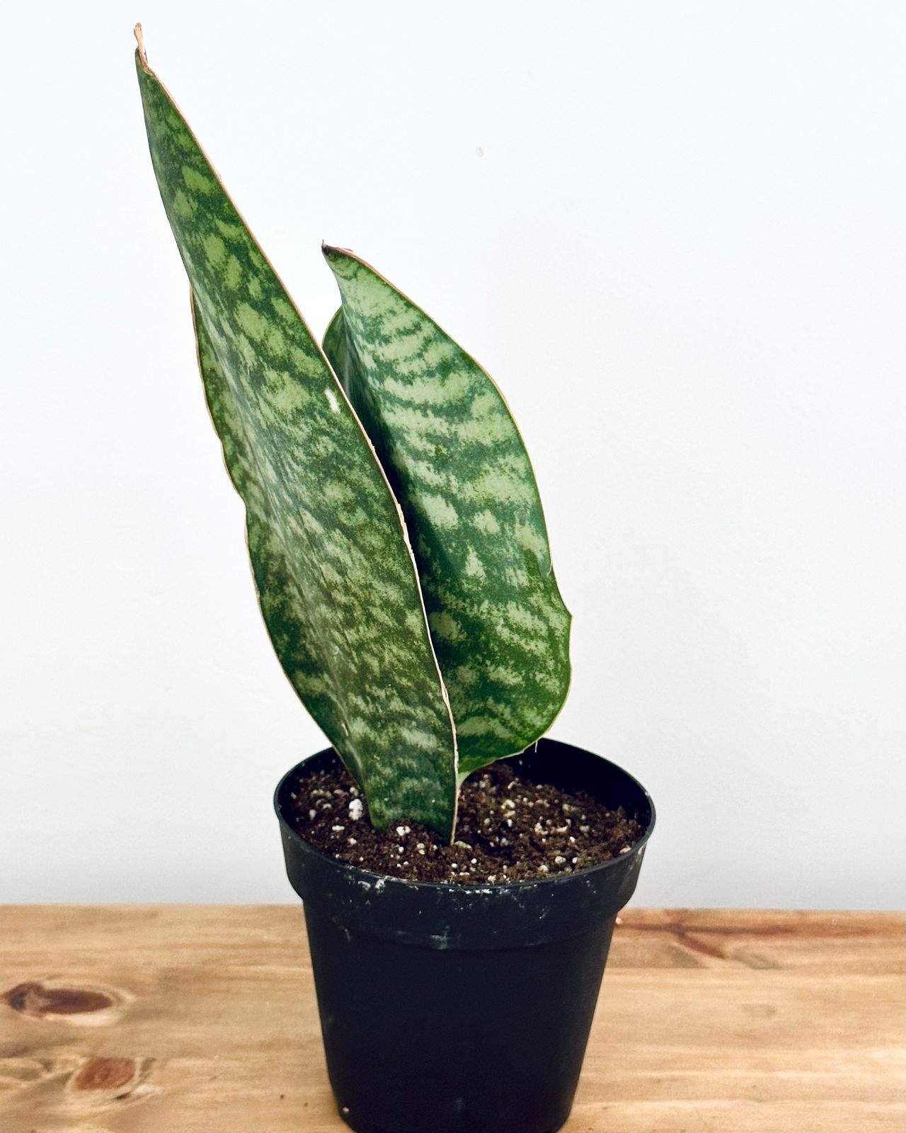 4" Sansevieria Masoniana 'Whale Fin' - BWH Plant Co.