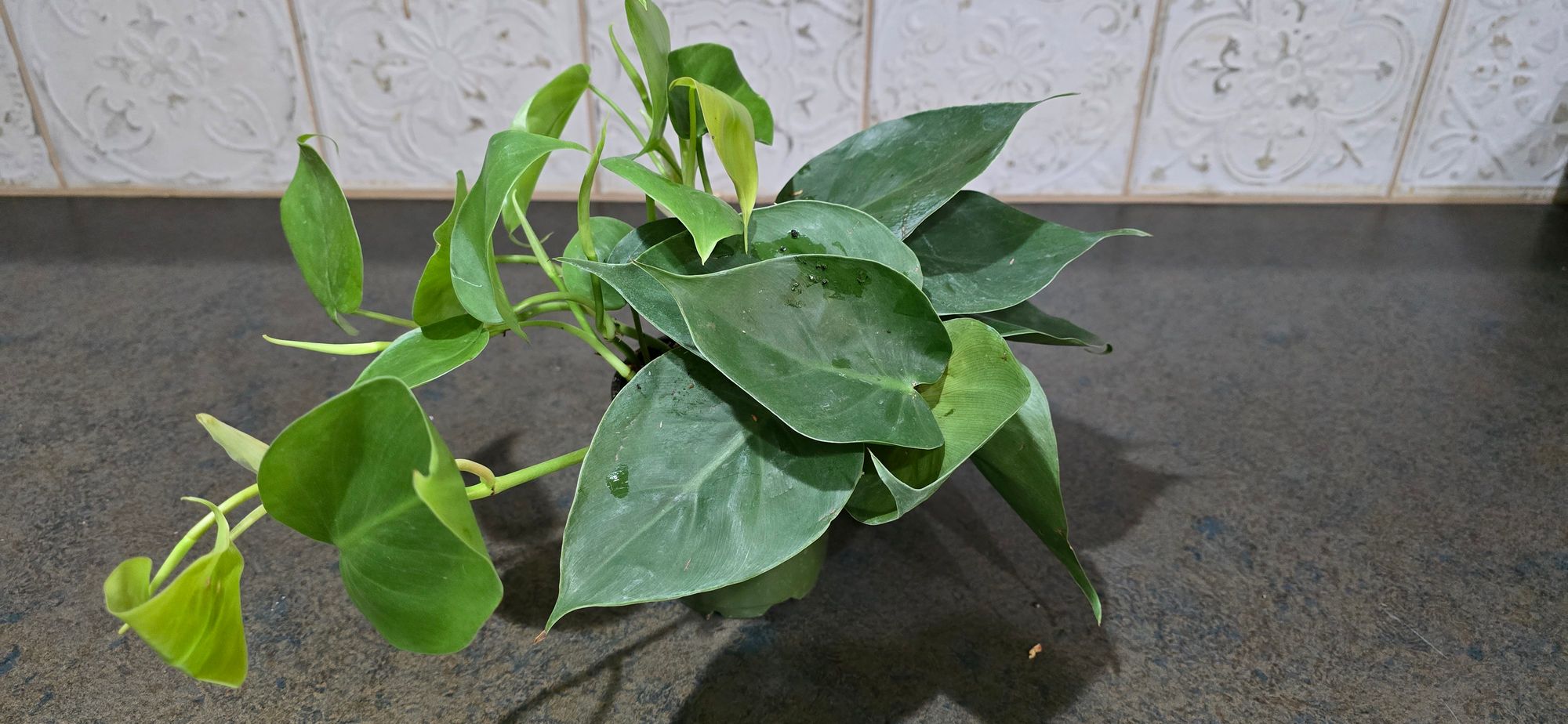 plant shelf indoor Rustic Tree Plant Shelf Indoor Green Display Living Room SINLKITT074