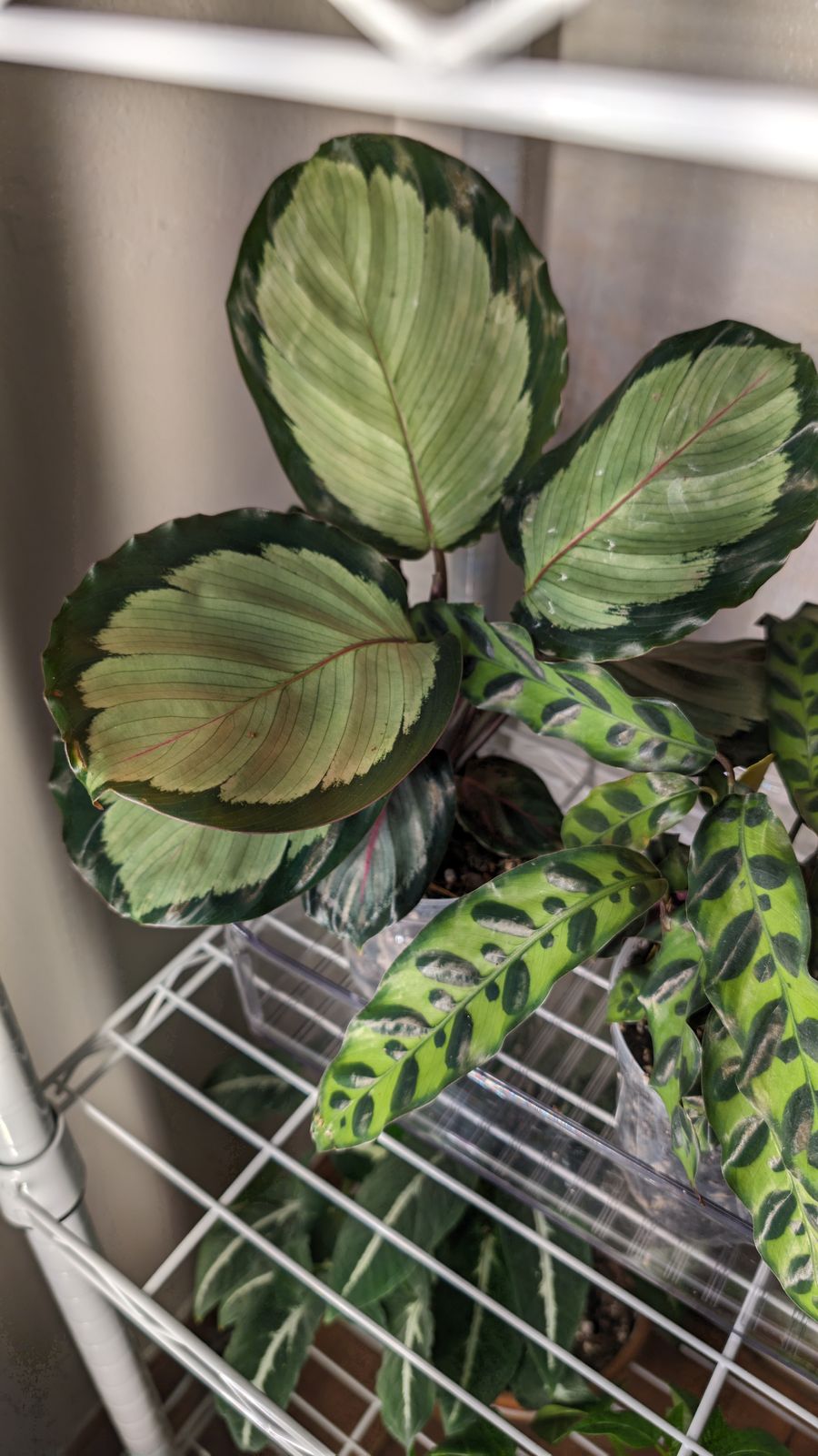 calathea royal standard Calathea, 6in, Royal Standard – Floral Acres Greenhouse & Garden Centre main image 1