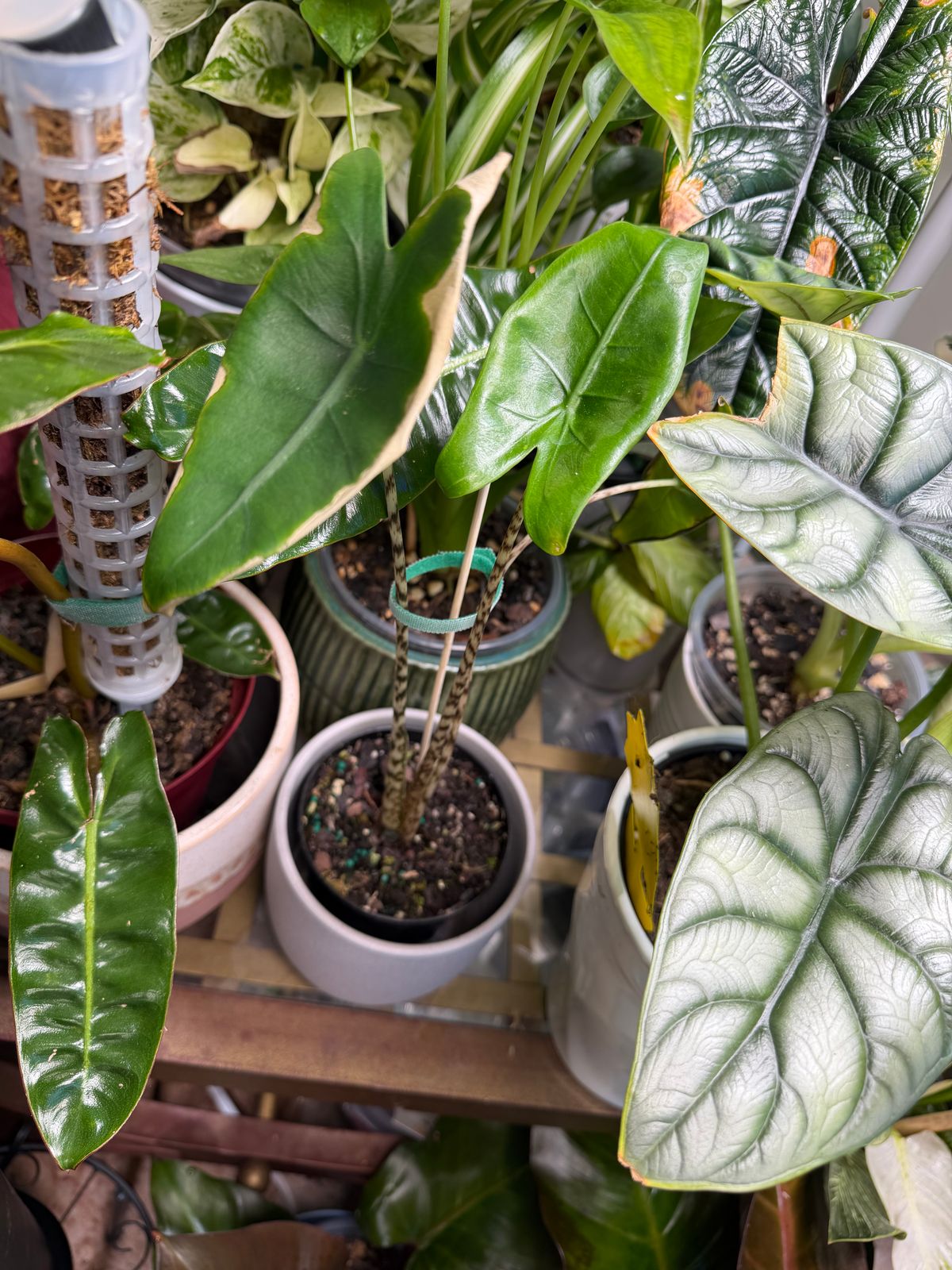 4" Alocasia 'Zebrina' - BWH Plant Co.