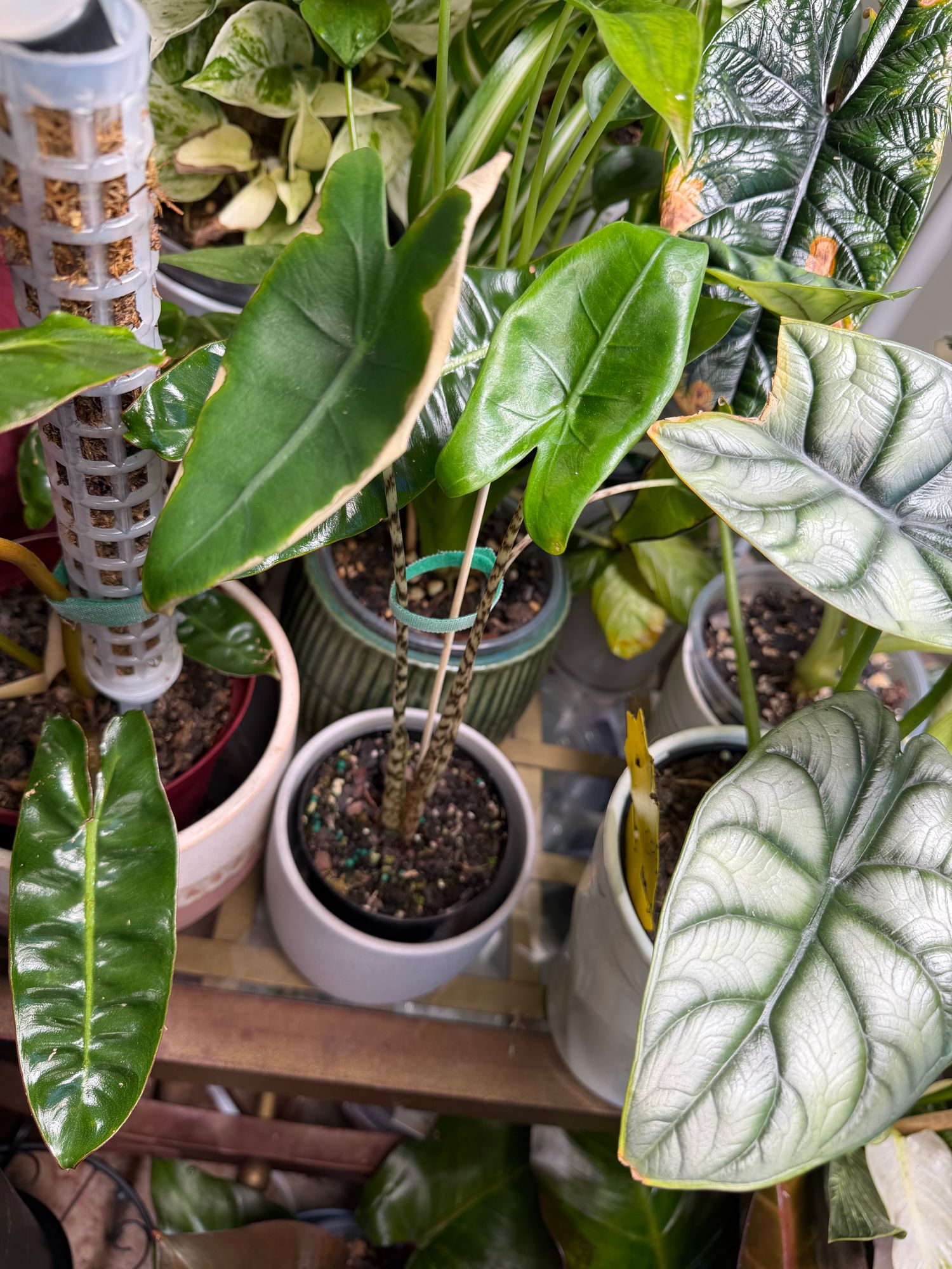 4" Alocasia 'Zebrina' - BWH Plant Co.