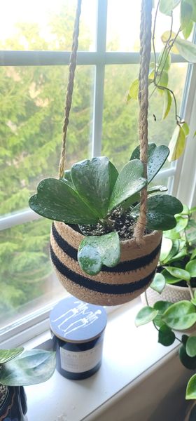 4" Hoya 'Kerrii' Splash - BWH Plant Co.